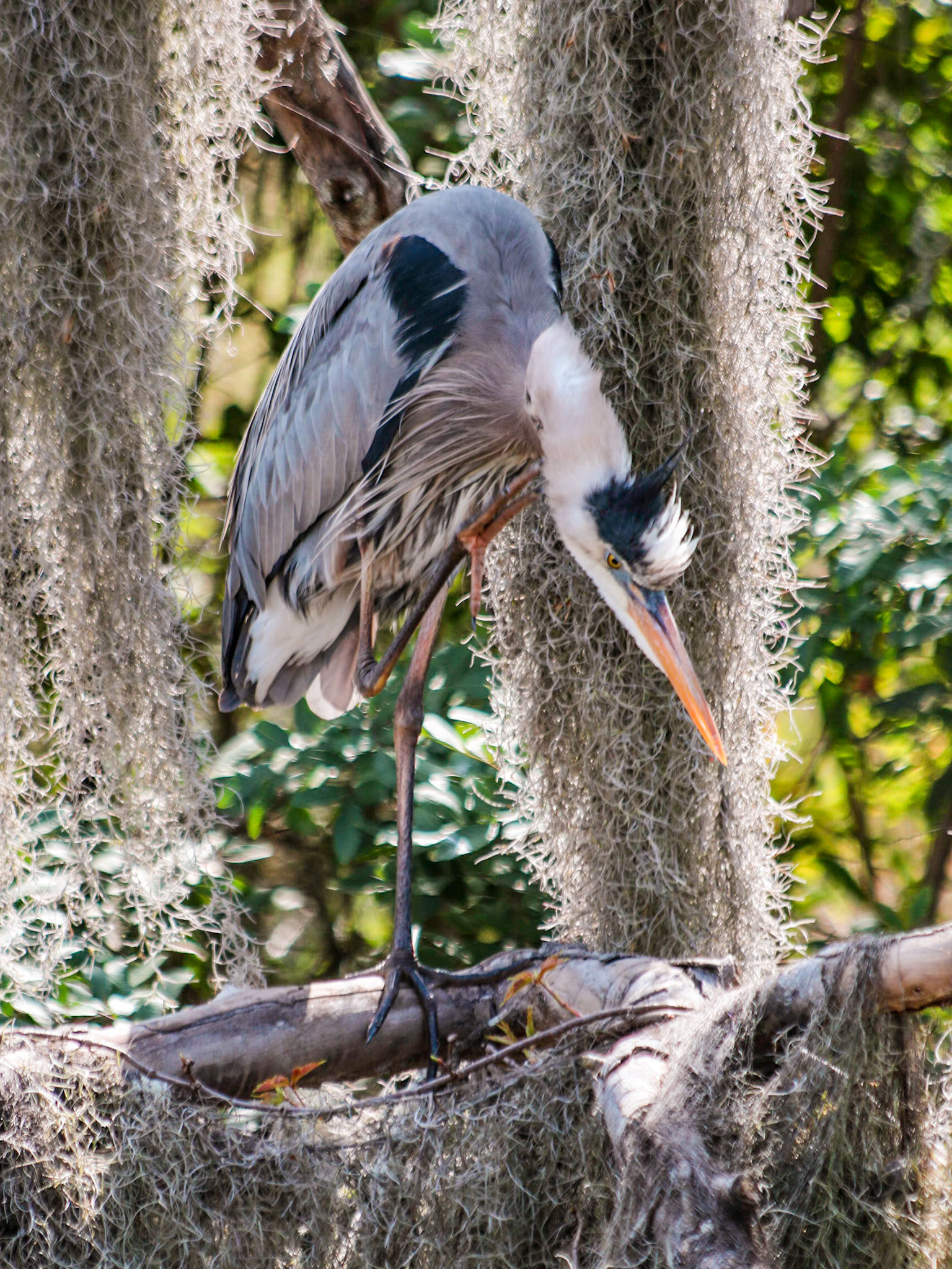 Circle B Bar Reserve, Lakeland FL