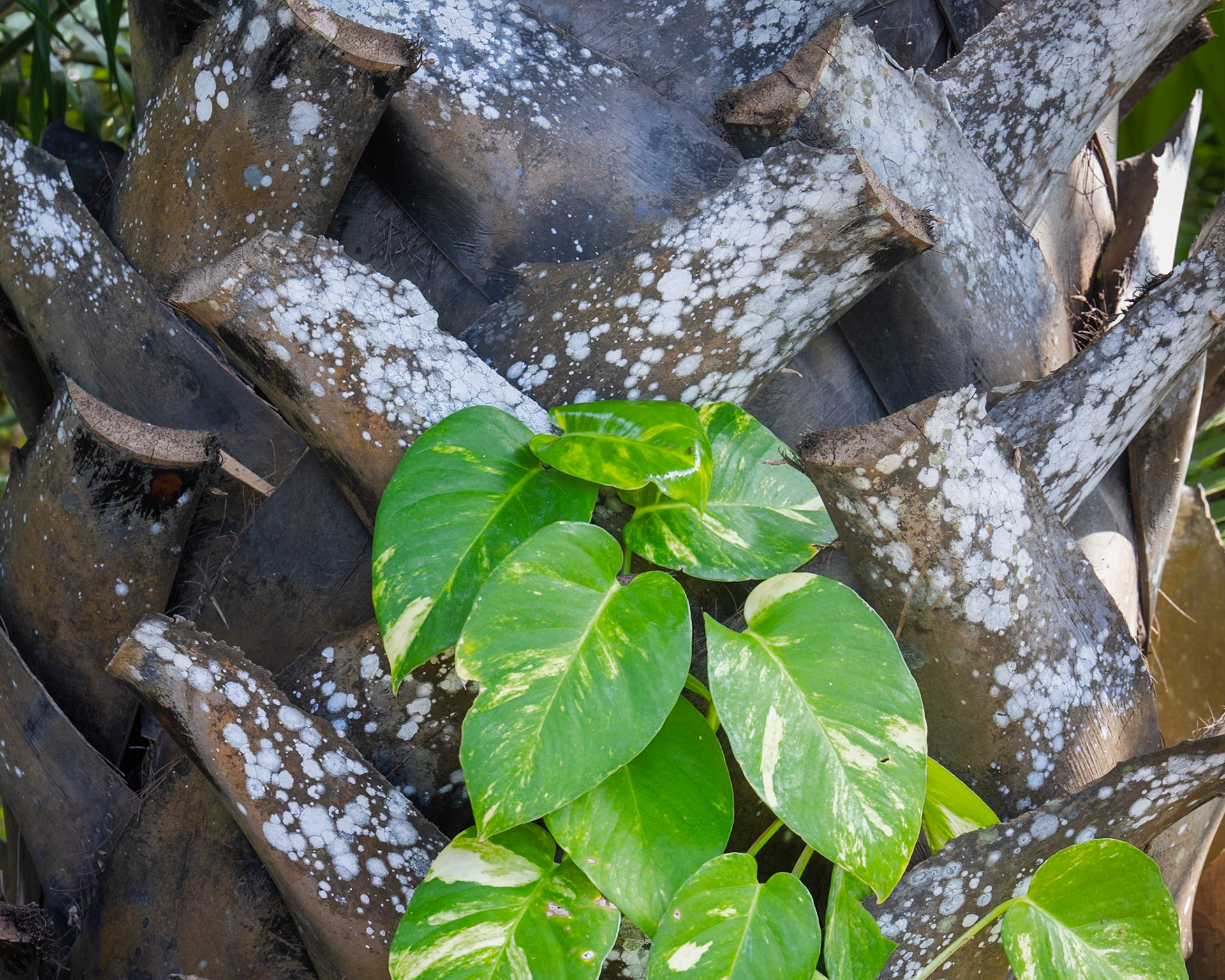 Naples Botanical Gardens, Naples FL