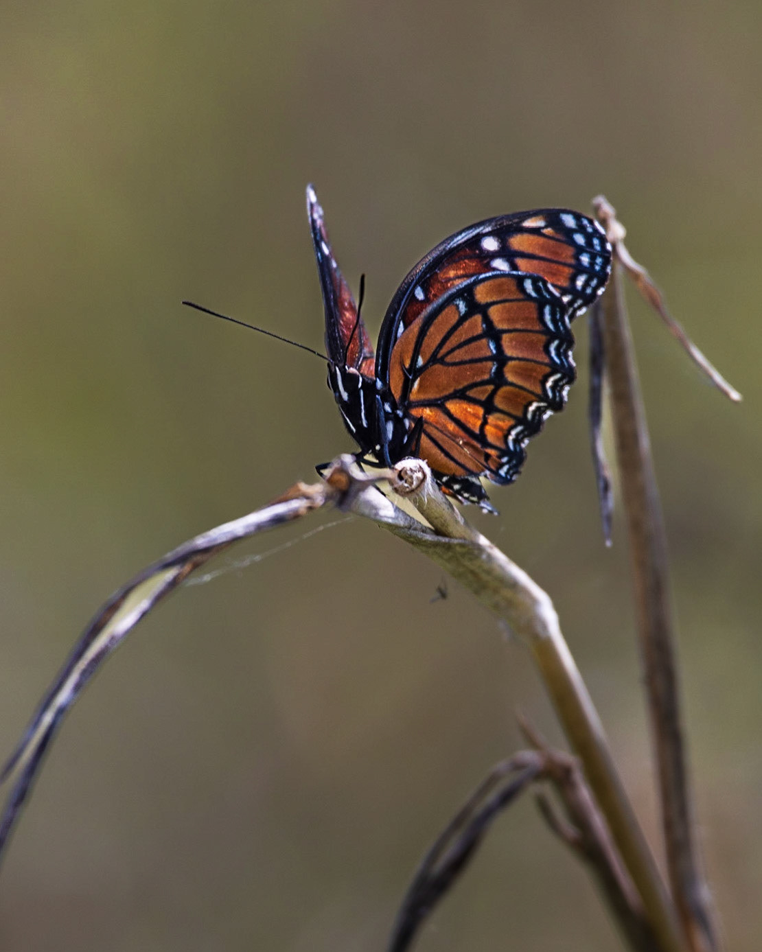 Circle B Bar Reserve FL