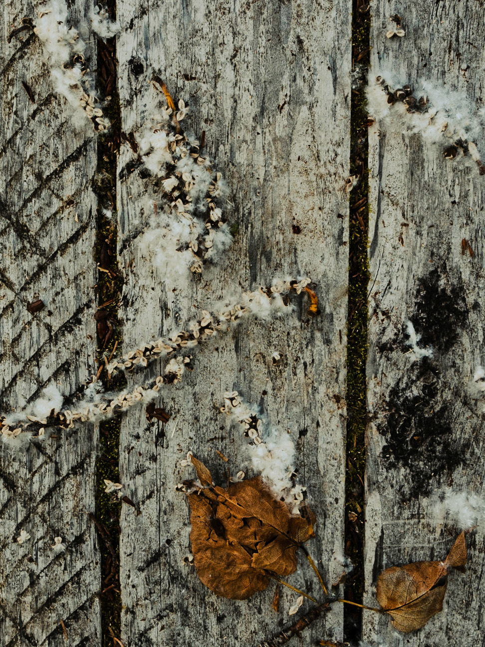 Copper River Delta AK