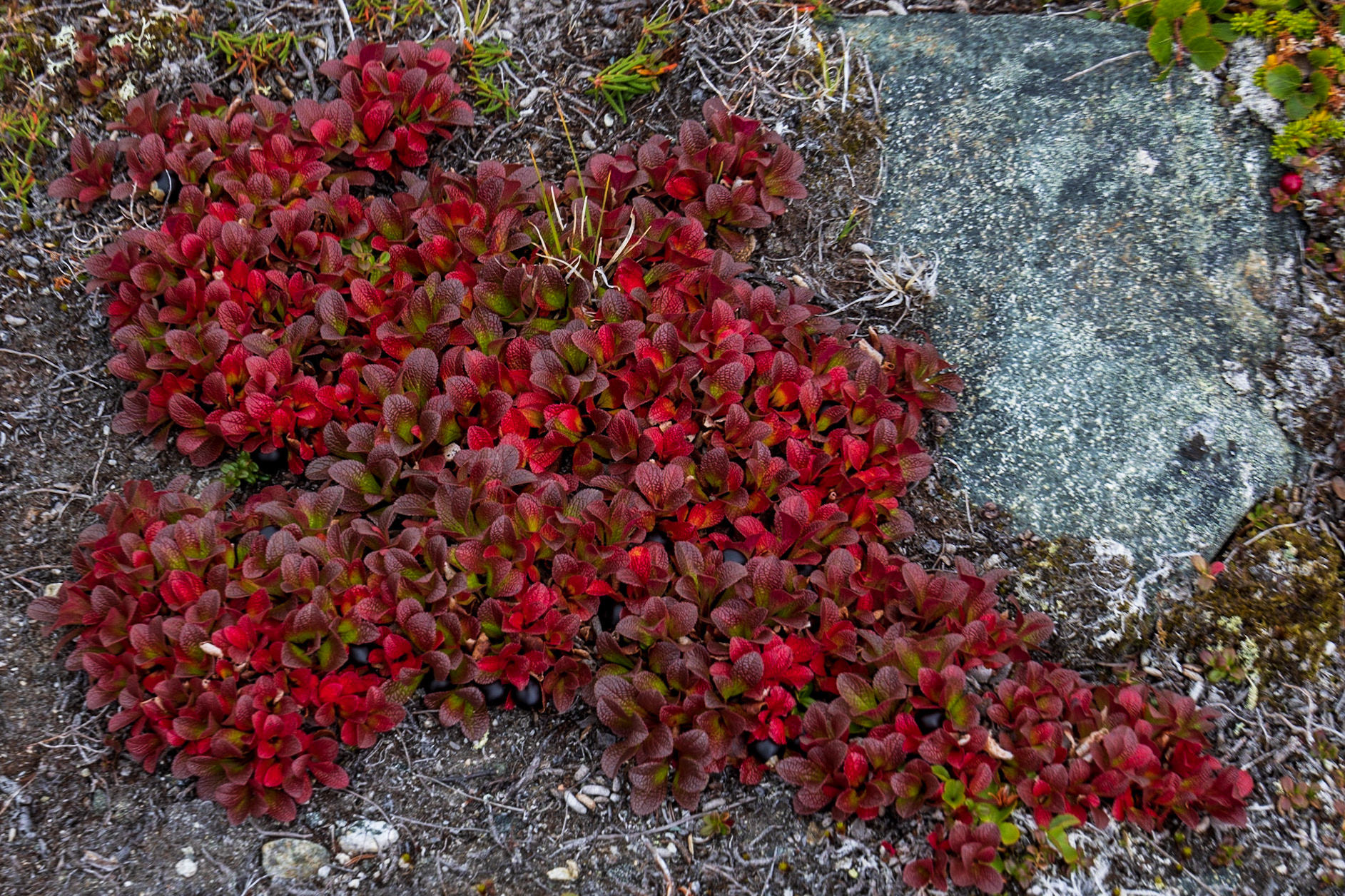 Alpine Bearberry, Big Island, Torngat Mountains, NL