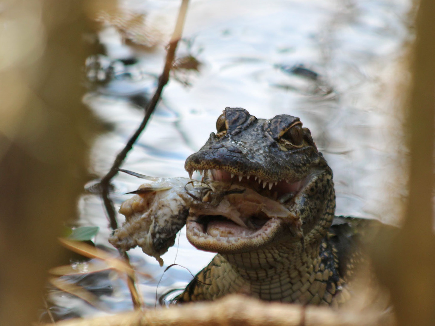 Circle B Bar Reserve, Lakeland FL
