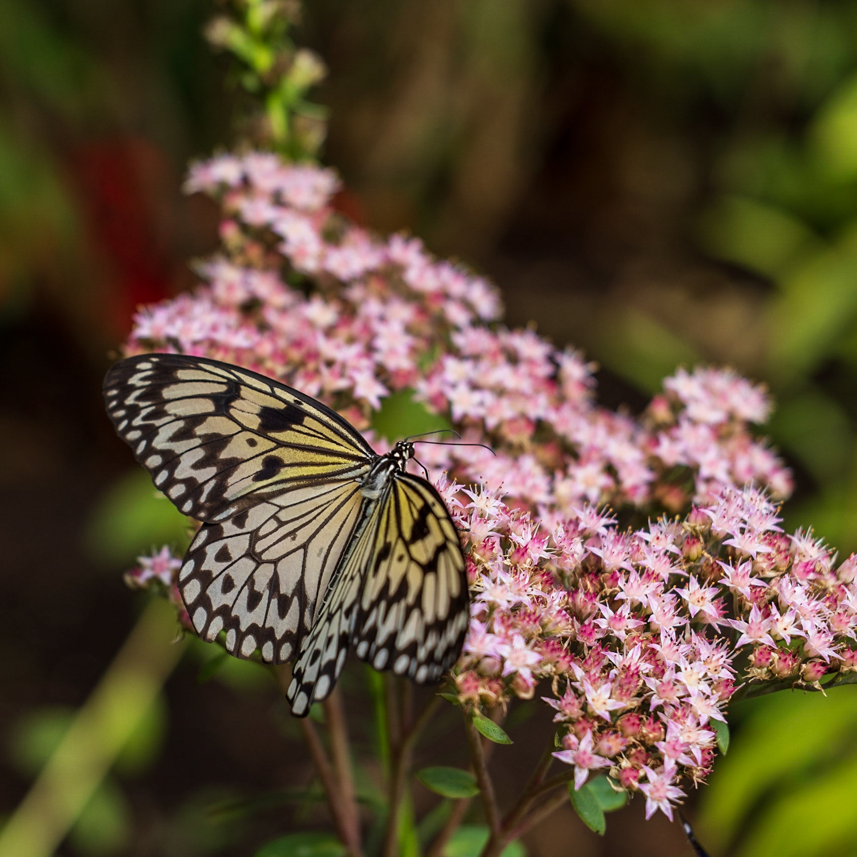 Newfoundland Insectatorium, Reidville, NL