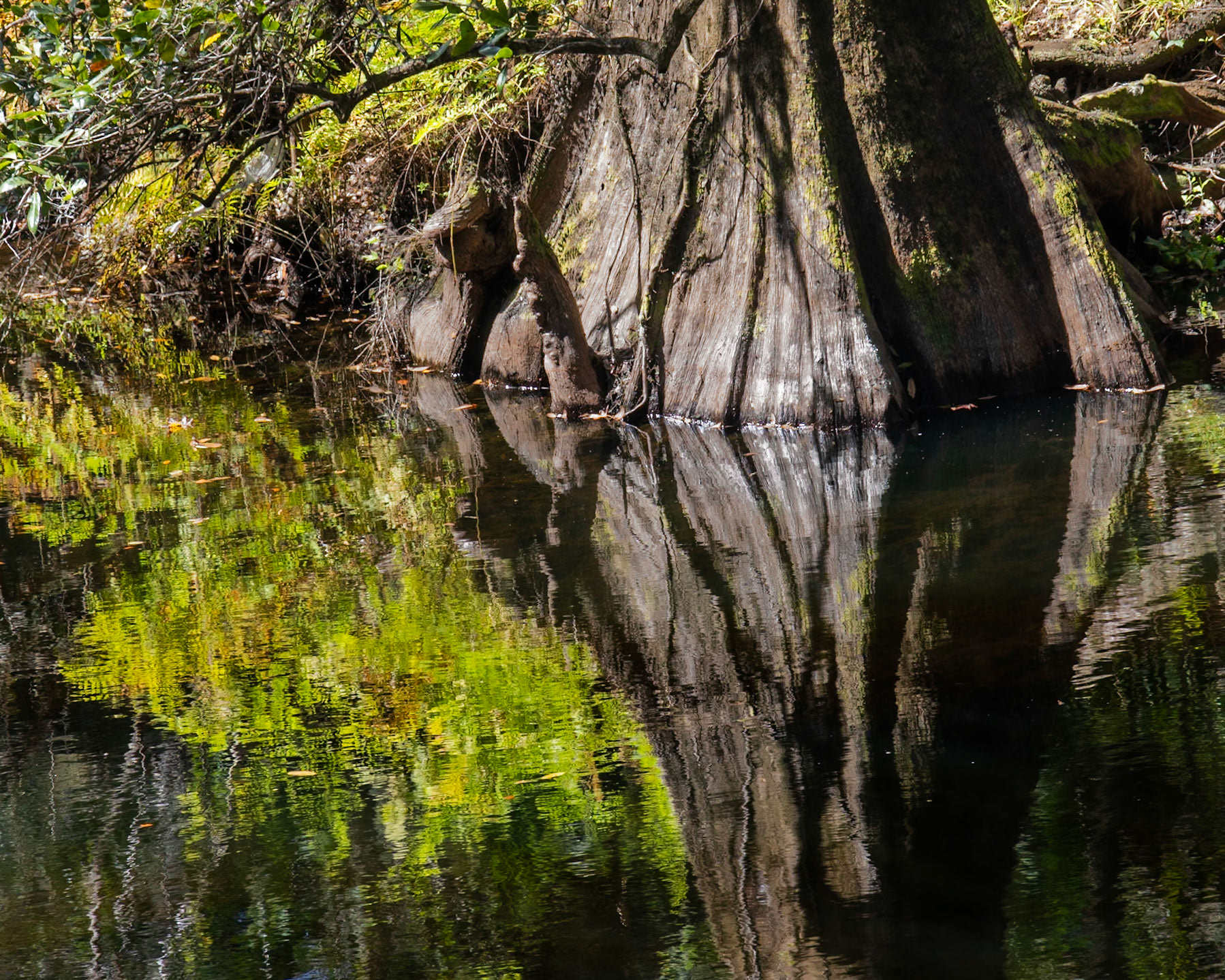 River Rapids Nature Trail, Tampa FL