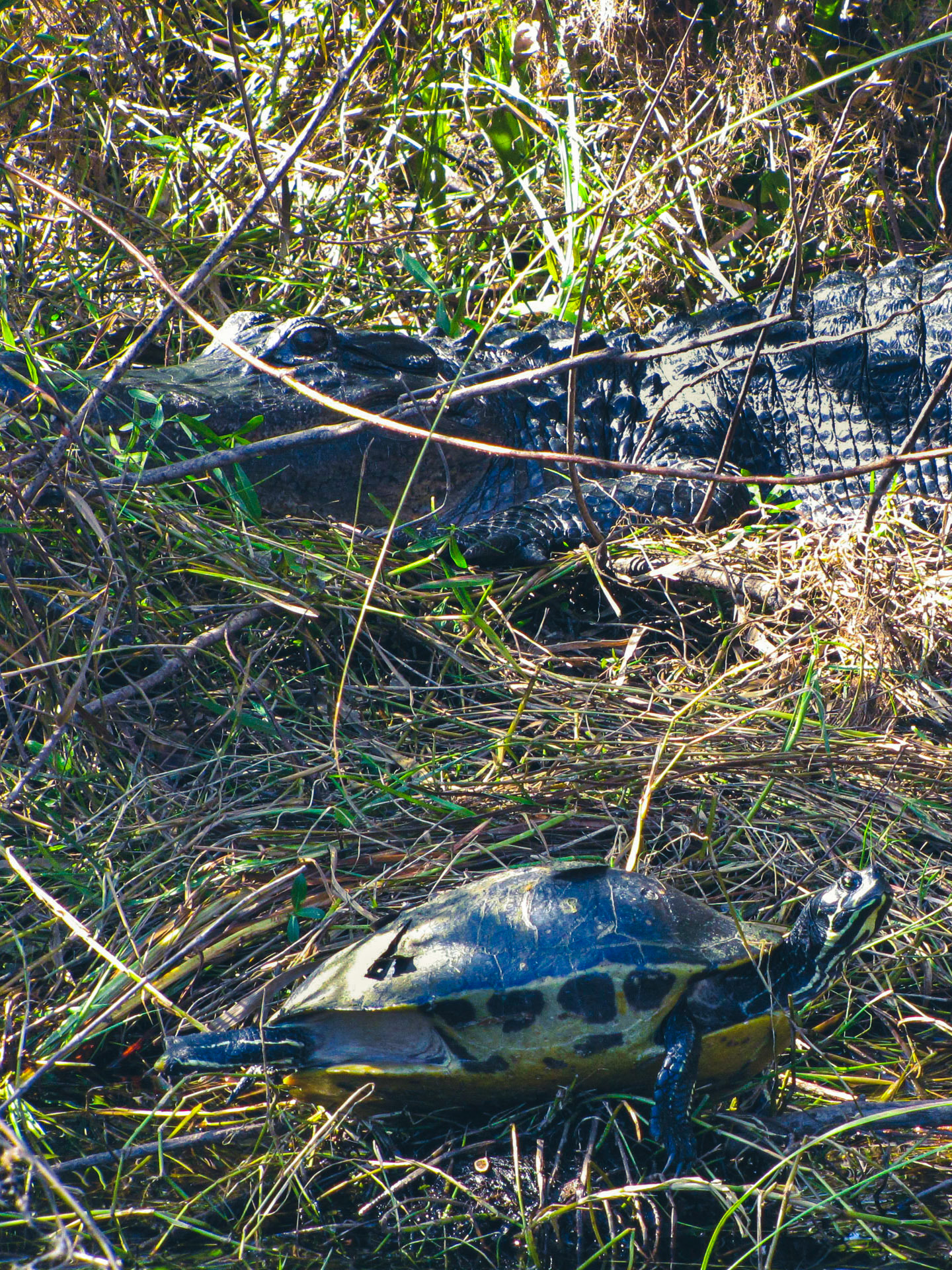 Everglades NP FL