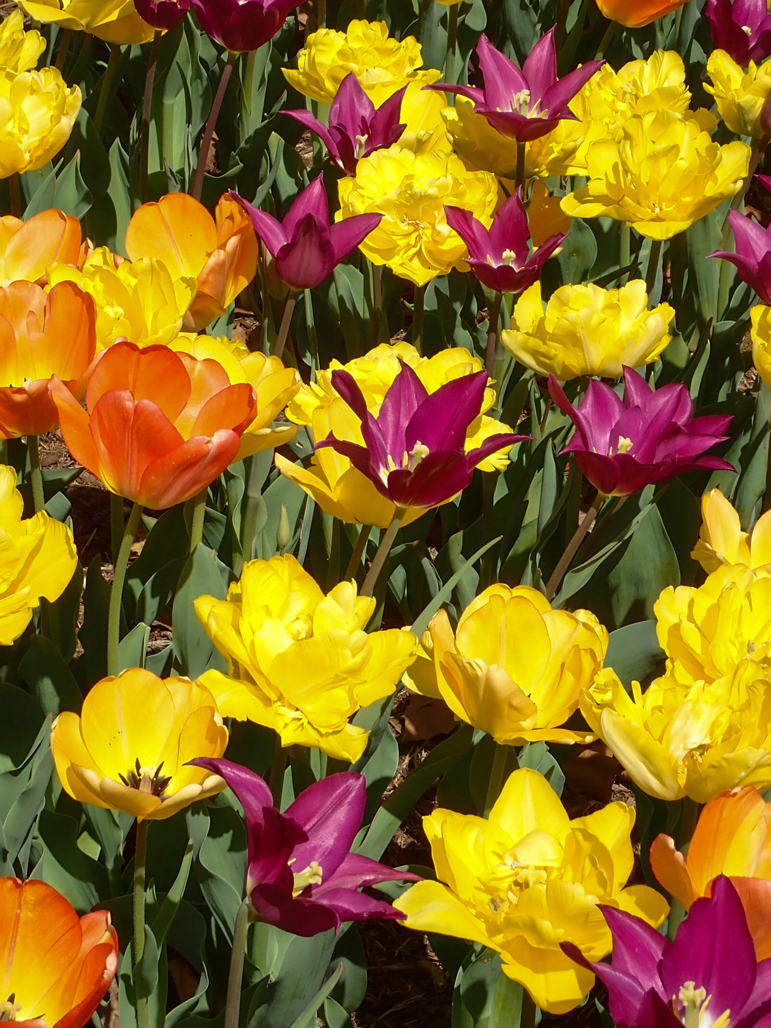 University Cirlcle, Cleveland OH