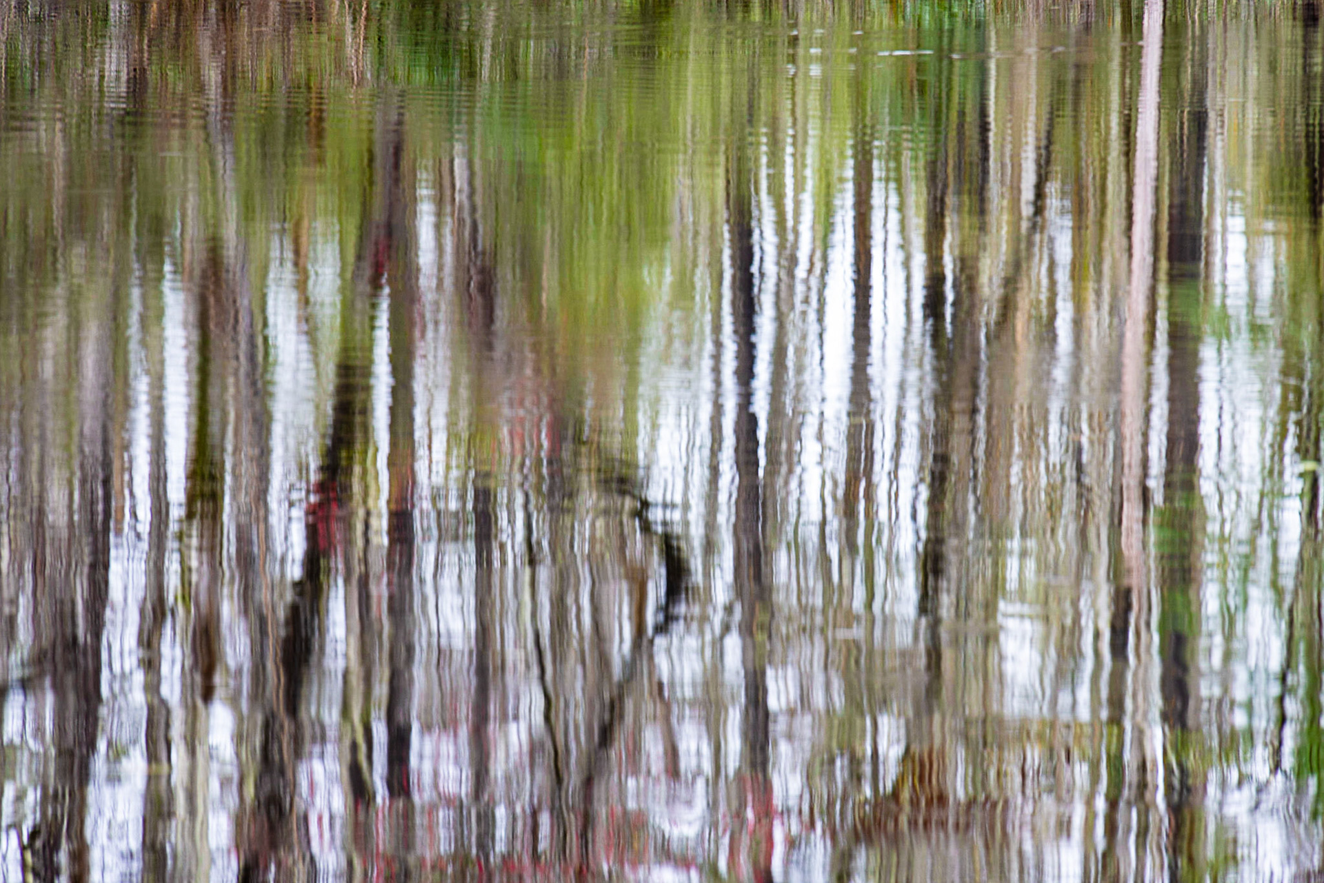 Crooked River, Tate's Hell, FL
