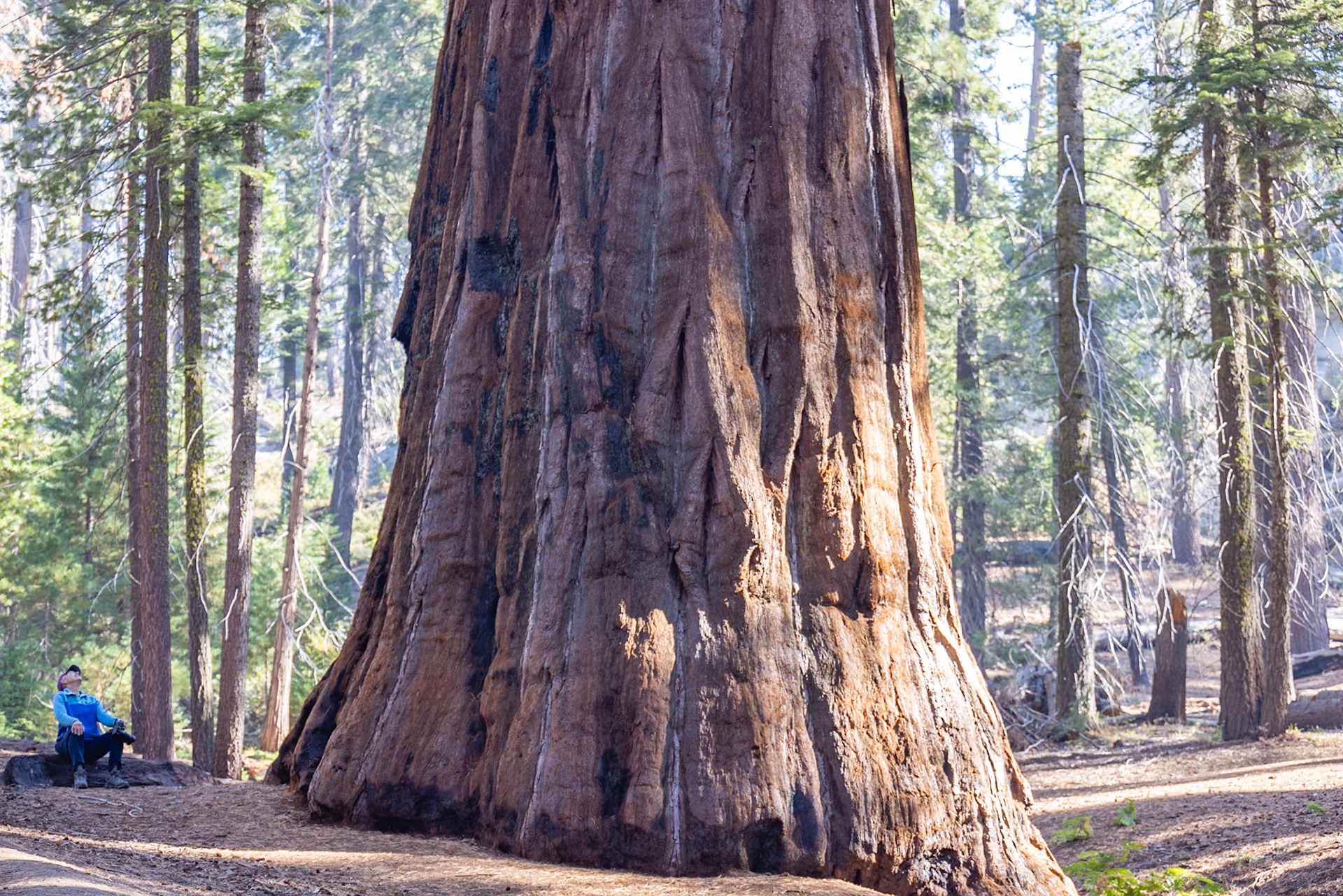 Grant Grove Sequoia NP, CA