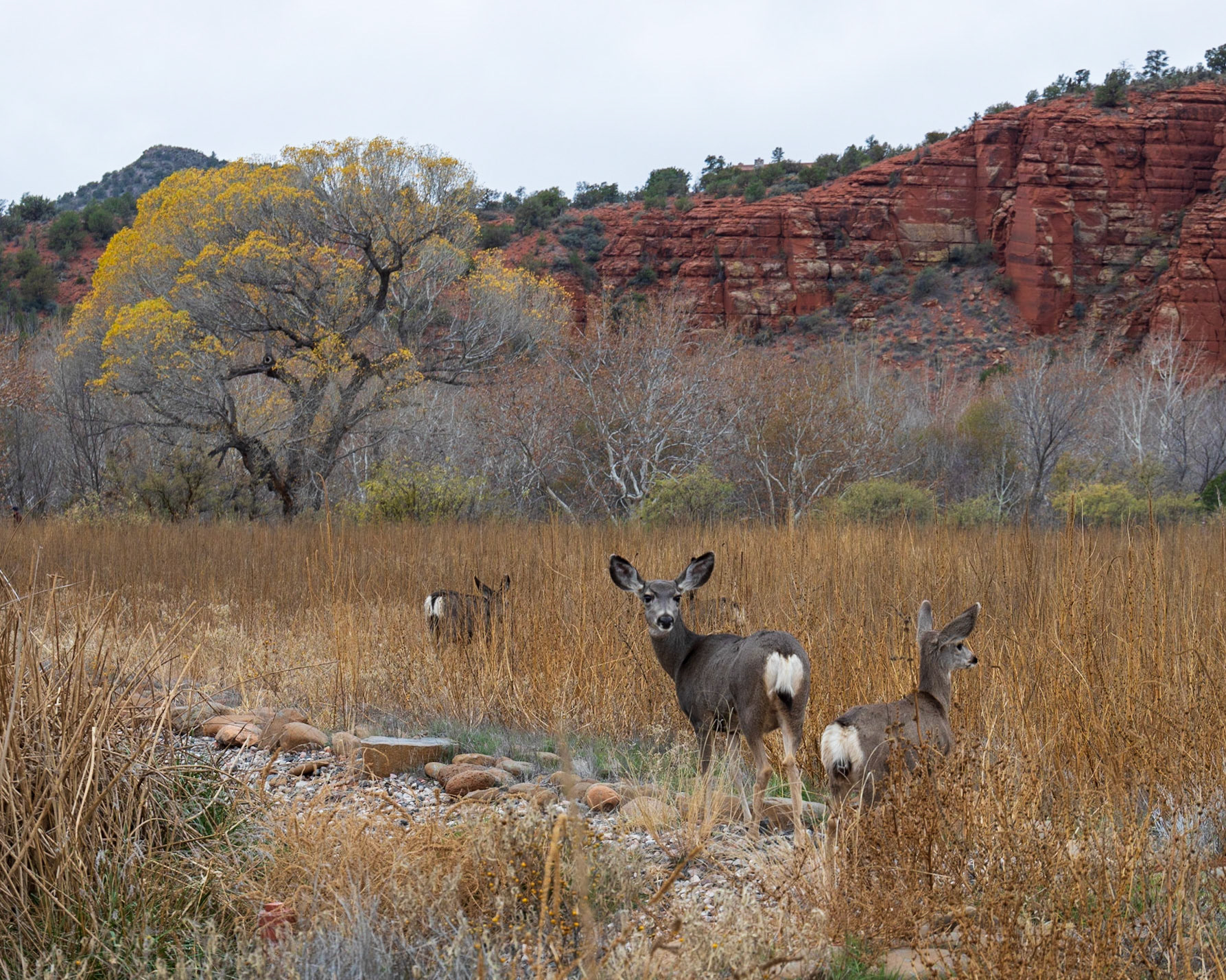 Red Rock SP AZ