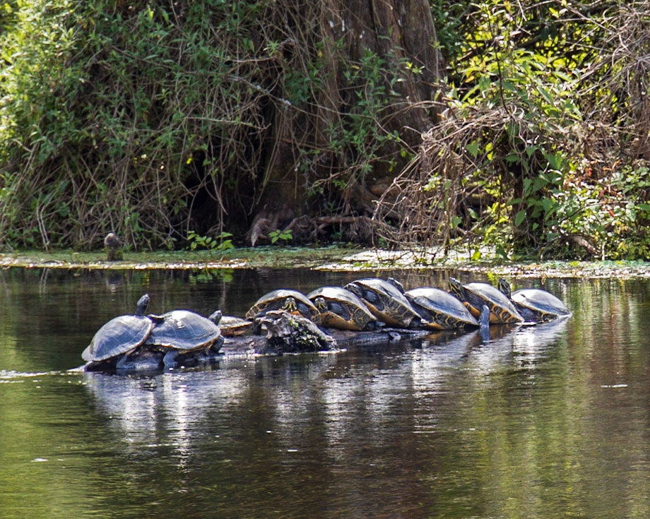 Ichetucknee Springs, FL