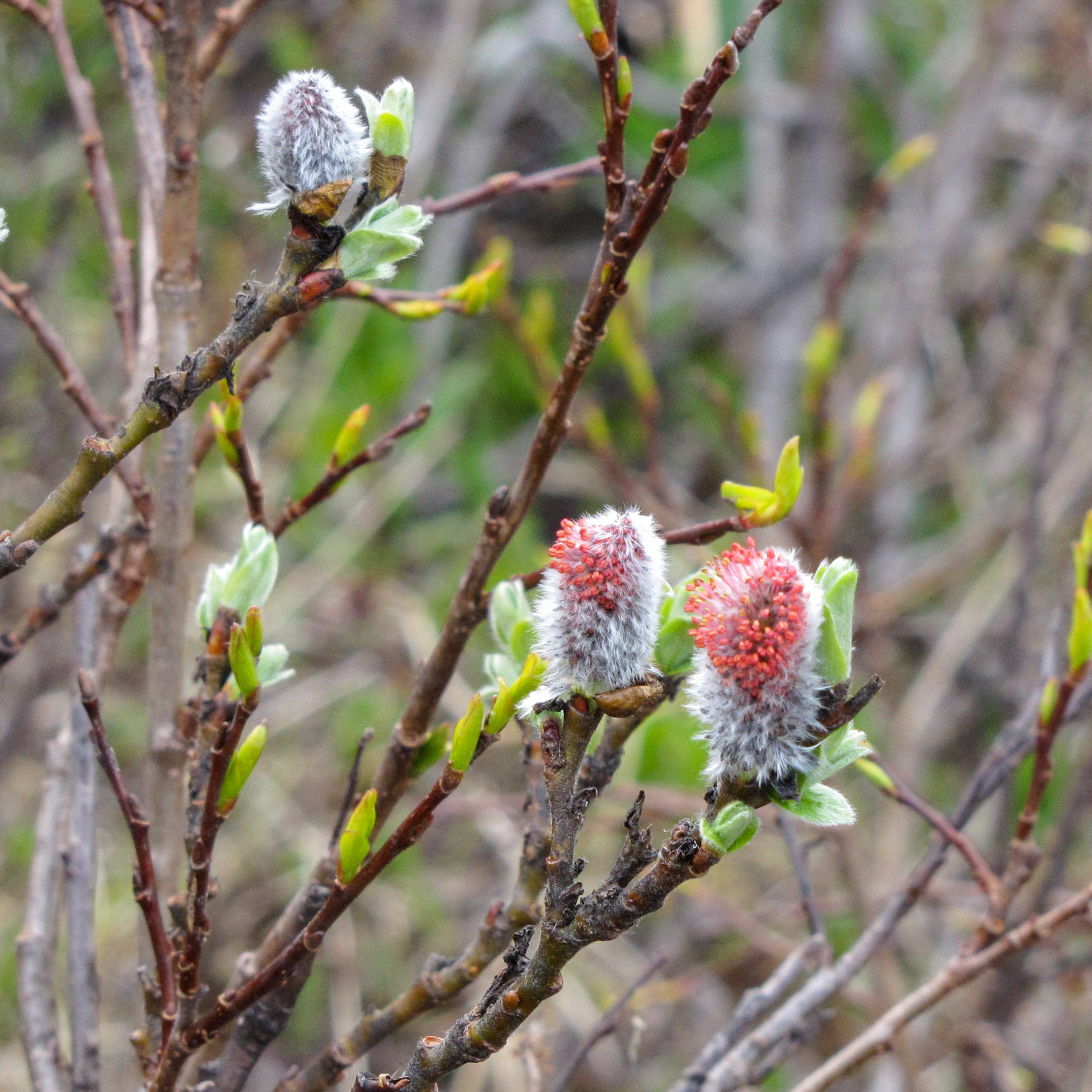 Tatsamenie Lake Camp BC