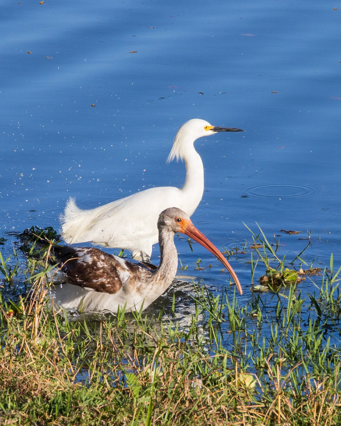 Wilderness Park CG, Fussels Corner, FL