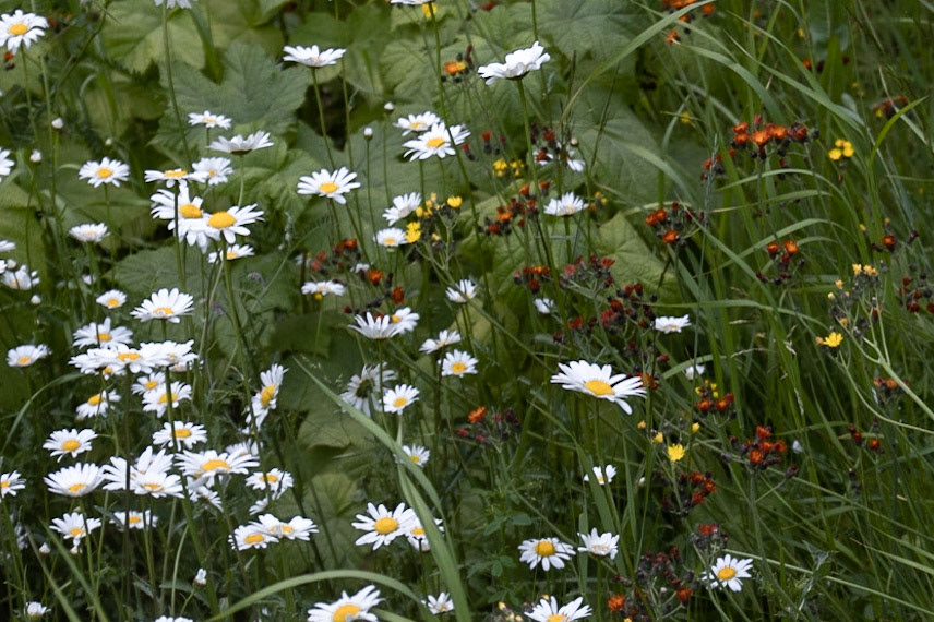 Buchanan Lookout, Kaslo BC