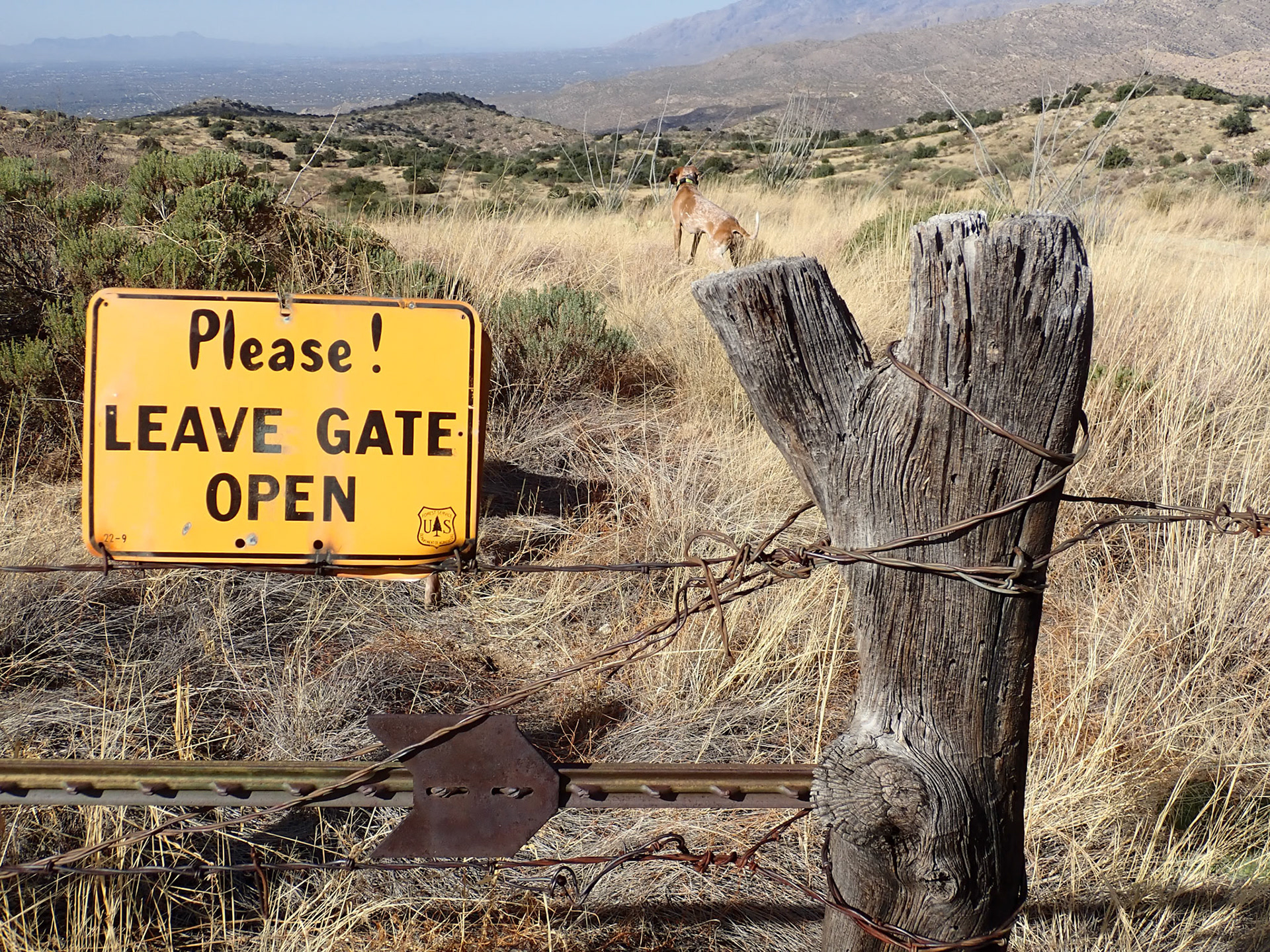 Coronado NF, Rincon MT Wilderness, AZ