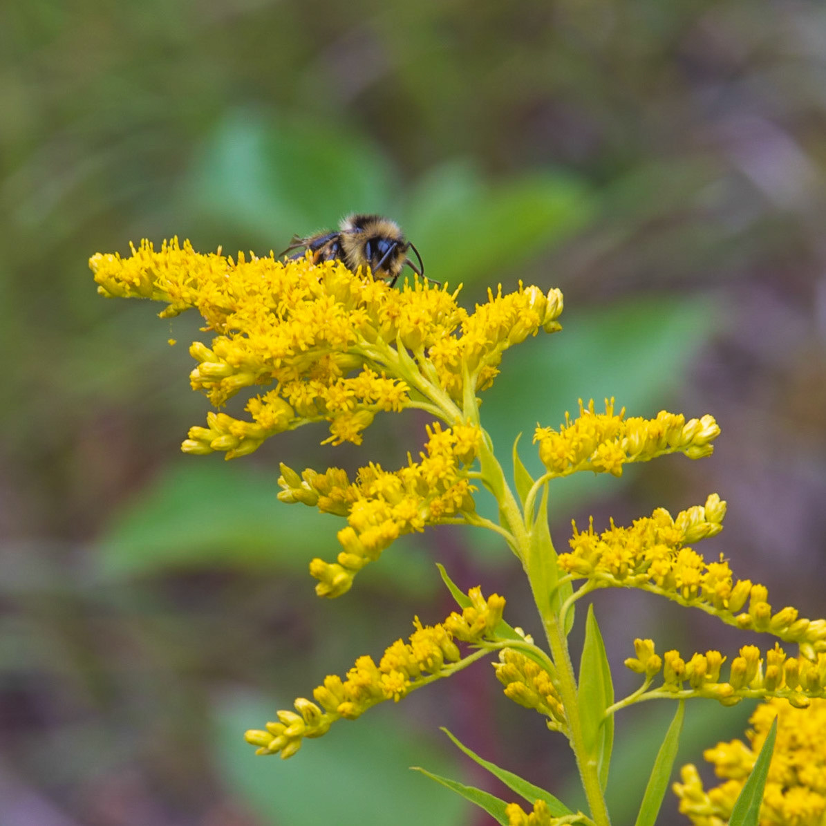 K 94, Expedition 51, QC