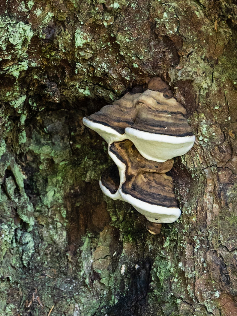 McKinley Lake Trail AK