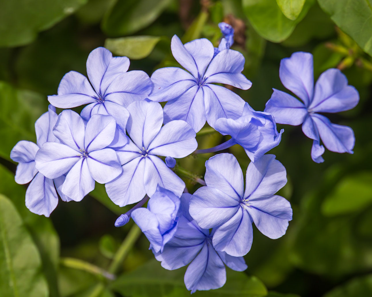 The Kampong, Coral Gables FL