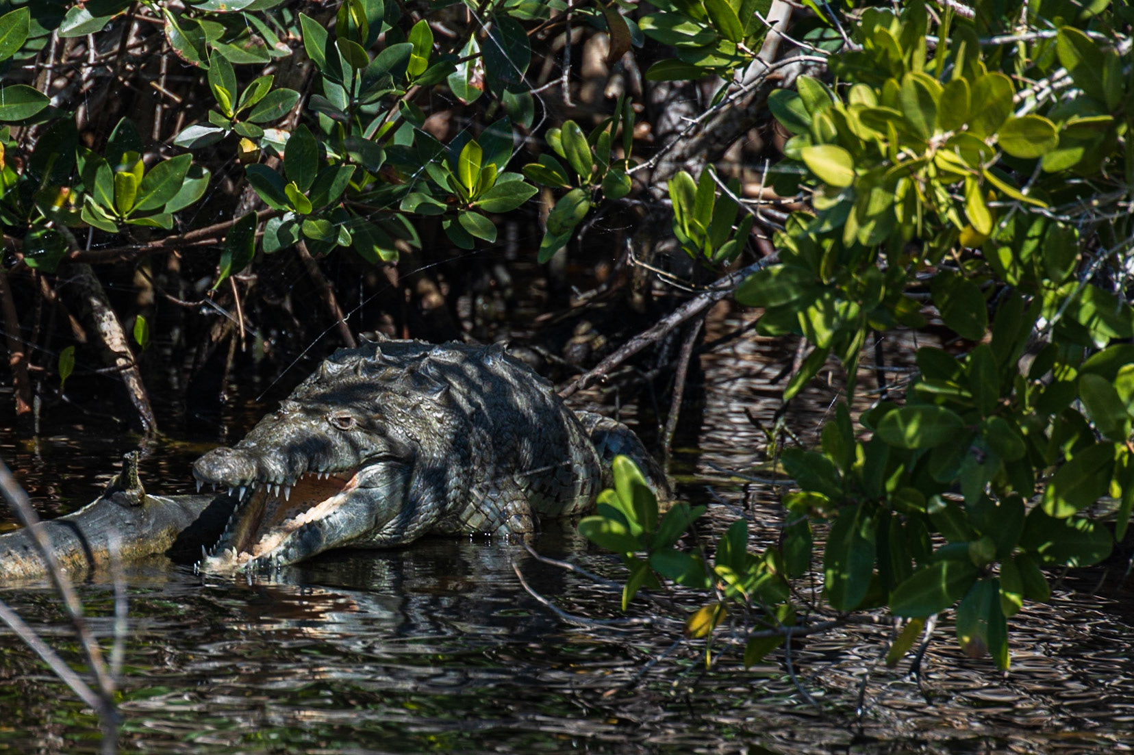 Flamingo at Everglades
