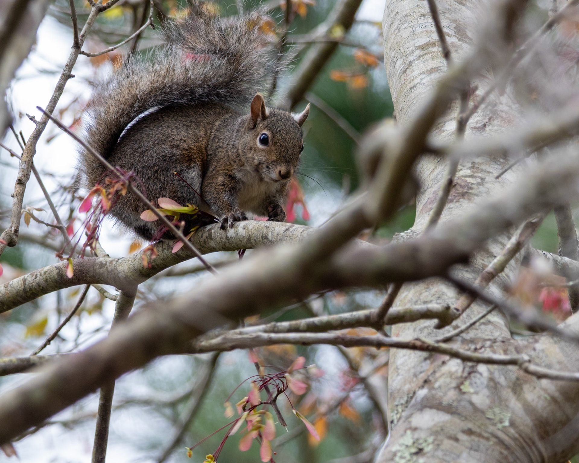 Trembling Earth Nature Trail, Fargo GA