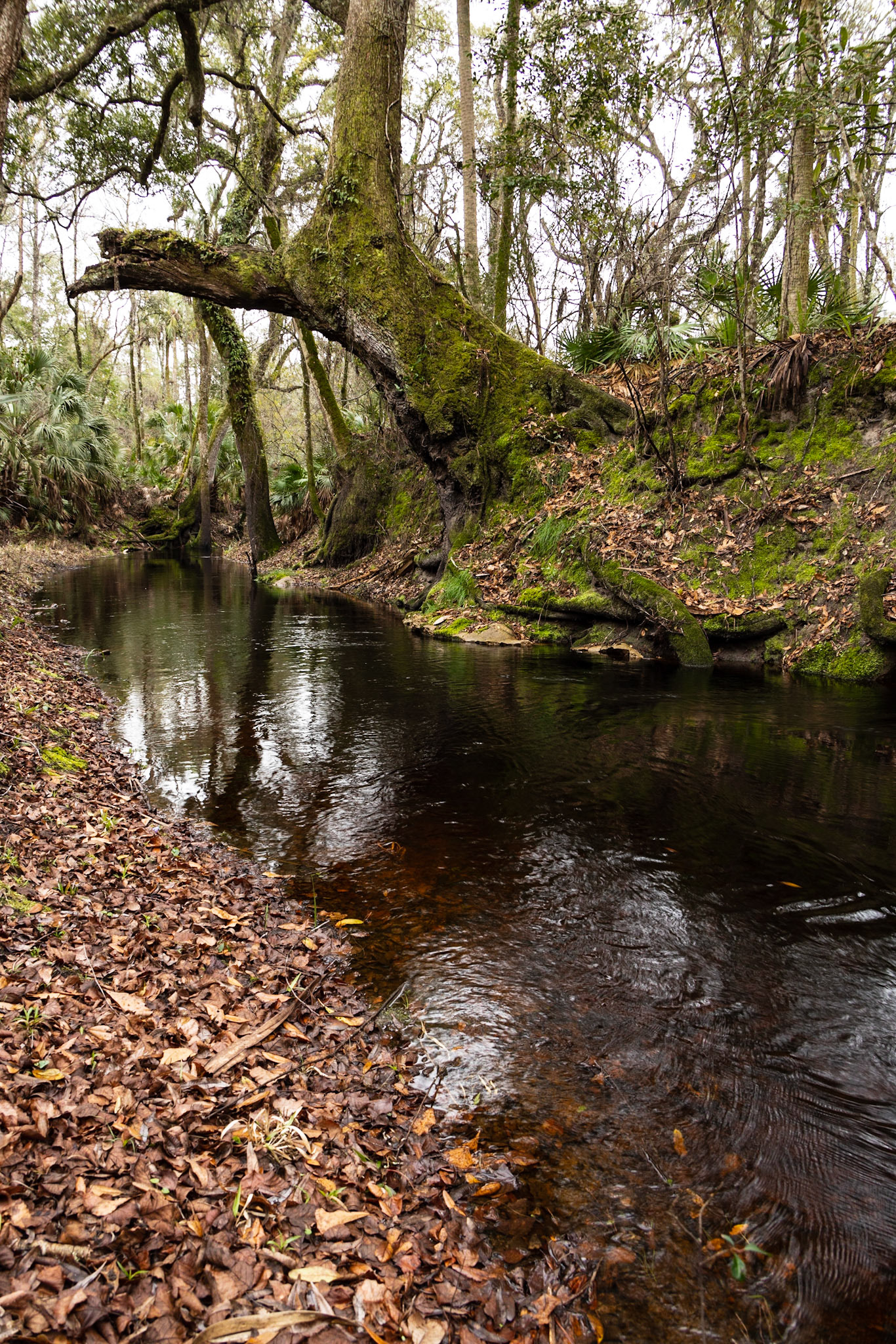 Aucilla River, Goose Pasture Road, FL