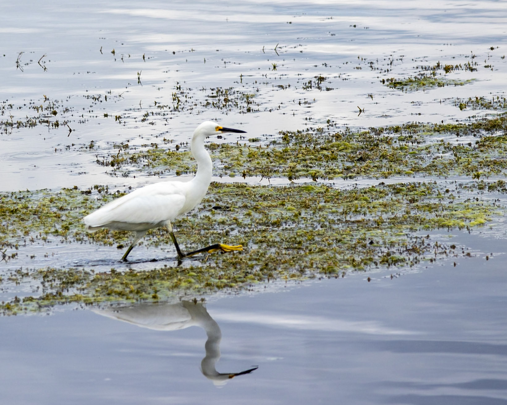 Emeralda Marsh Leesburg FL