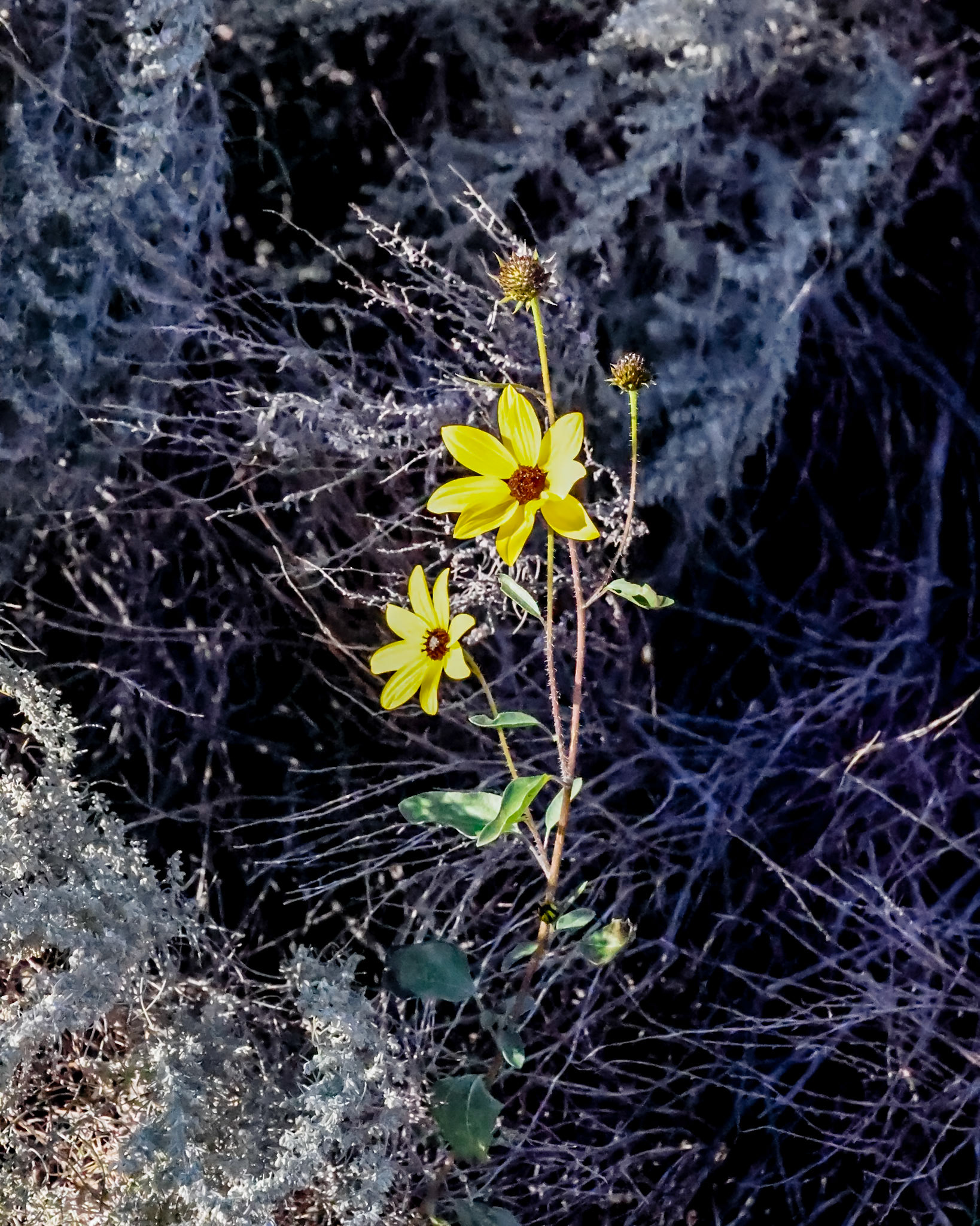 South Coyote Buttes, Vermillion Cliffs AZ