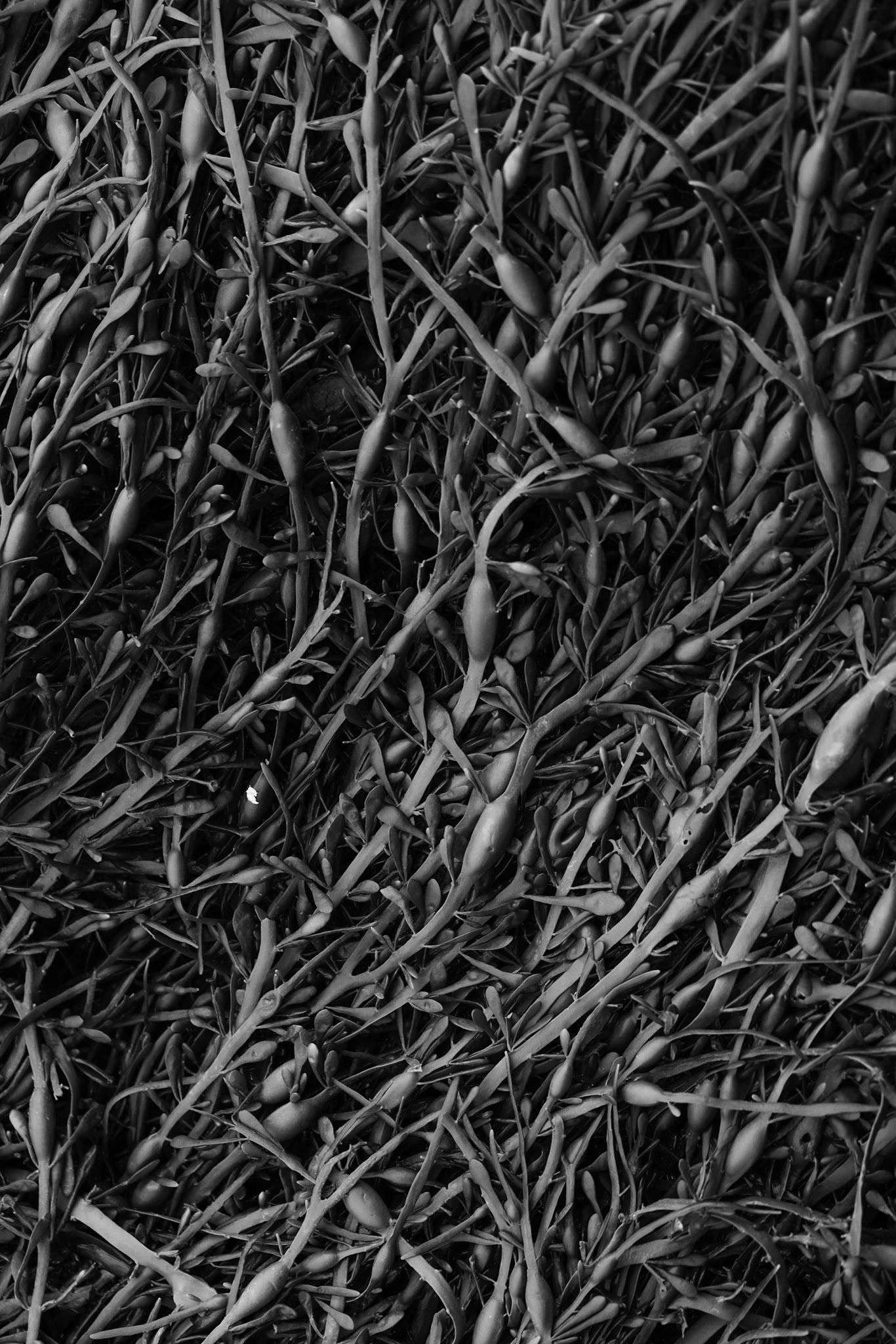 Hopewell Rocks PP, New Brunswick