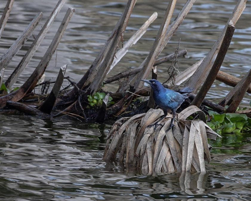 Circle B Bar Reserve FL