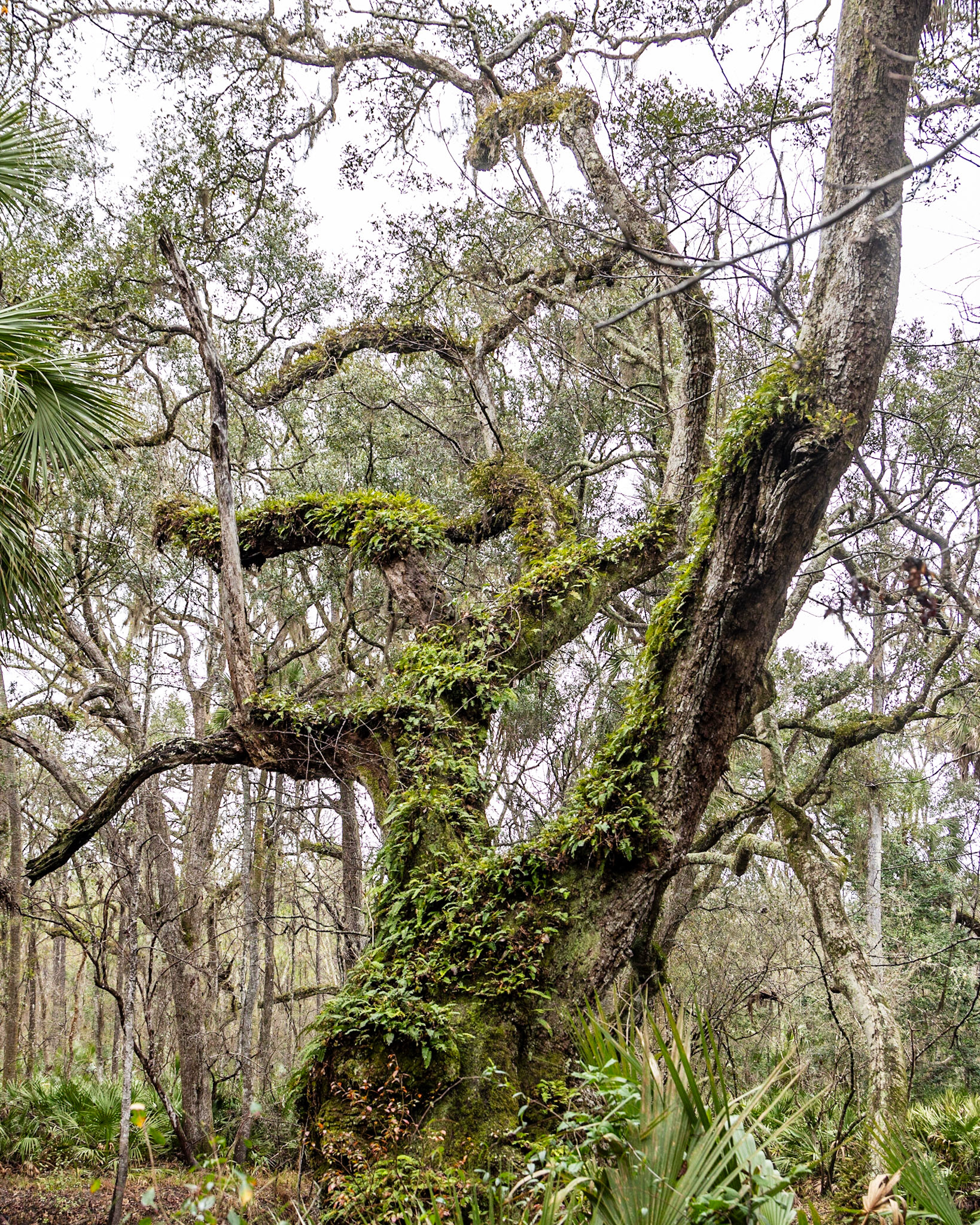 Aucilla River, Goose Pasture Road, FL