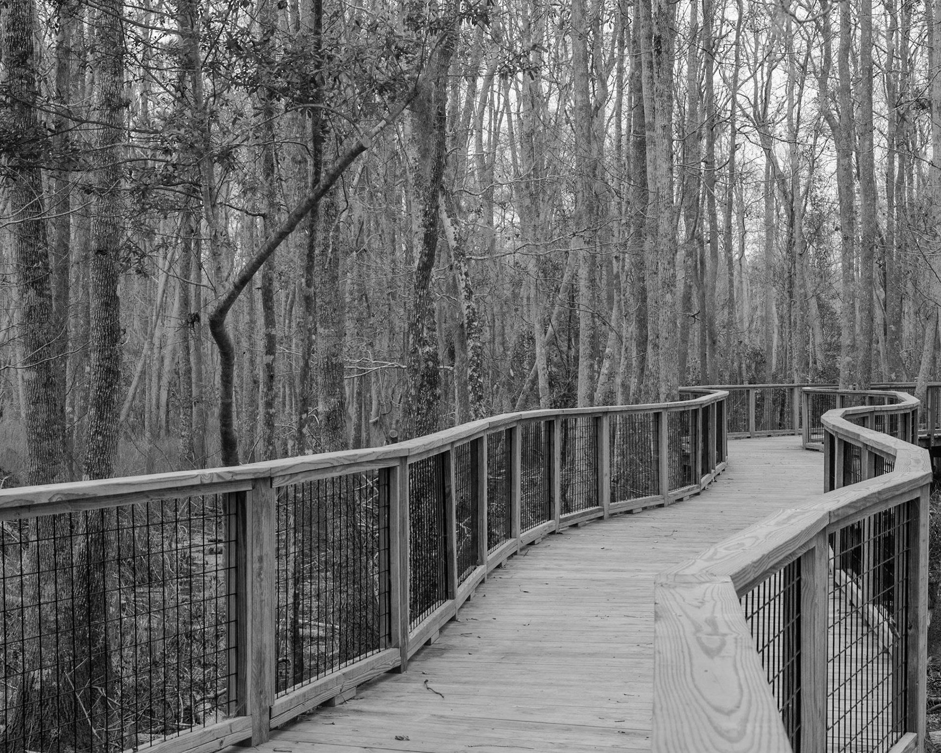 Trembling Earth Nature Trail, Fargo GA