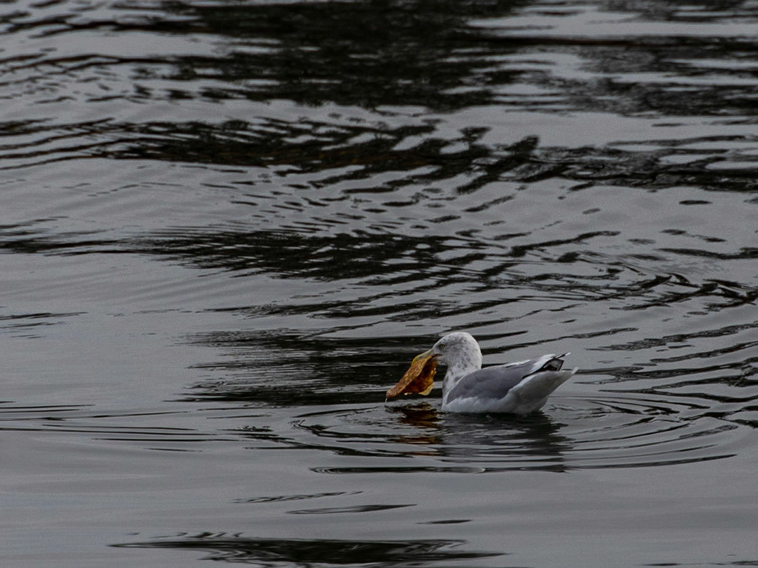 Warren Island State Park, ME
