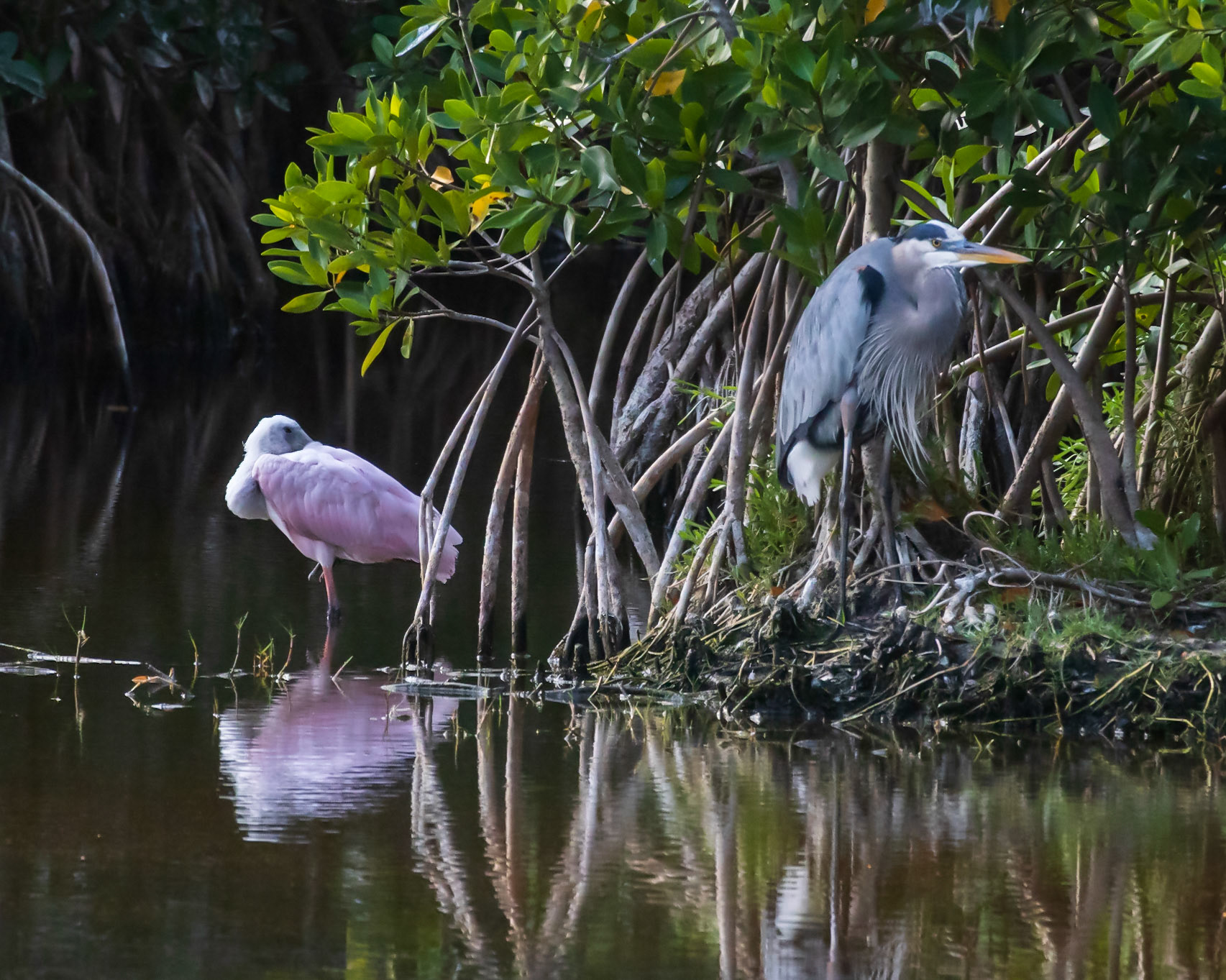 10,000 Islands Marsh Walk, FL