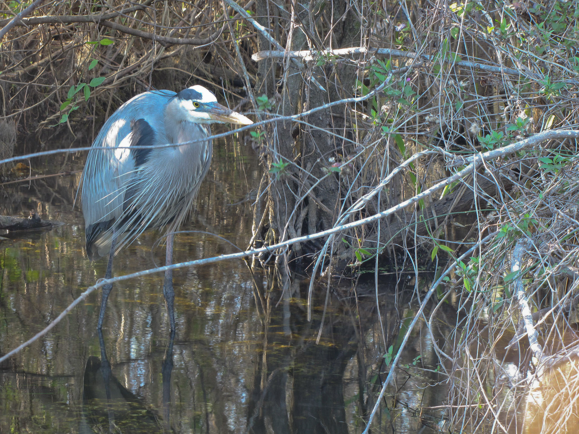 Everglades NP FL