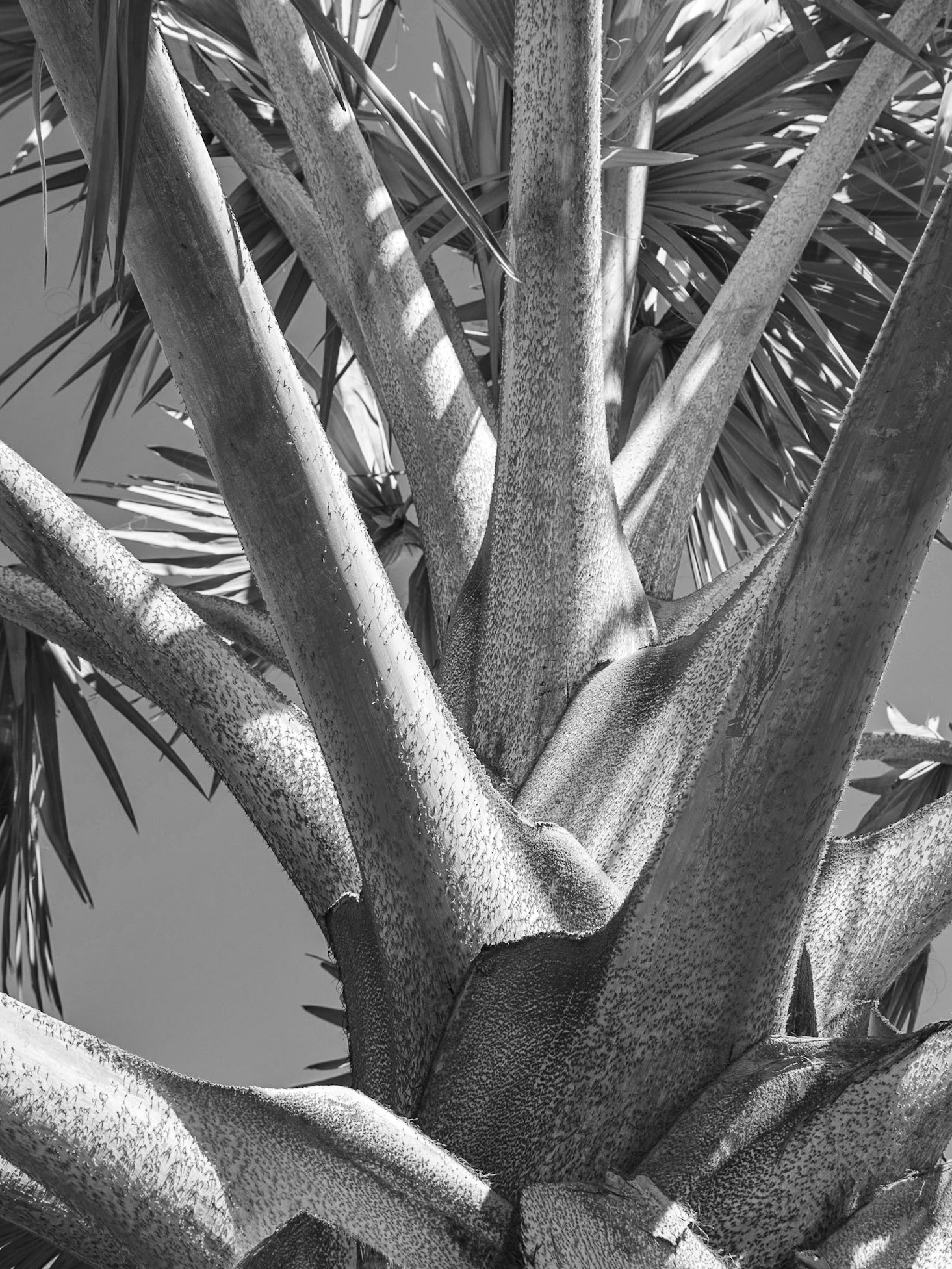 David and Maria, Land o'Lakes FL