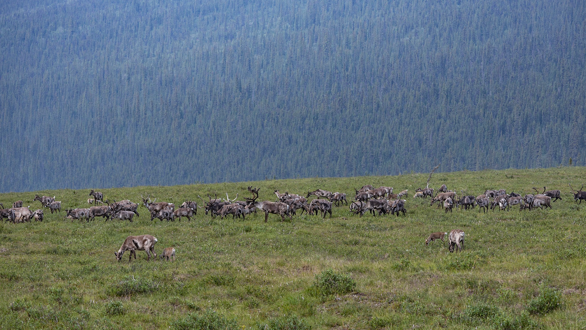 Taylor Hywy, Eagle AK