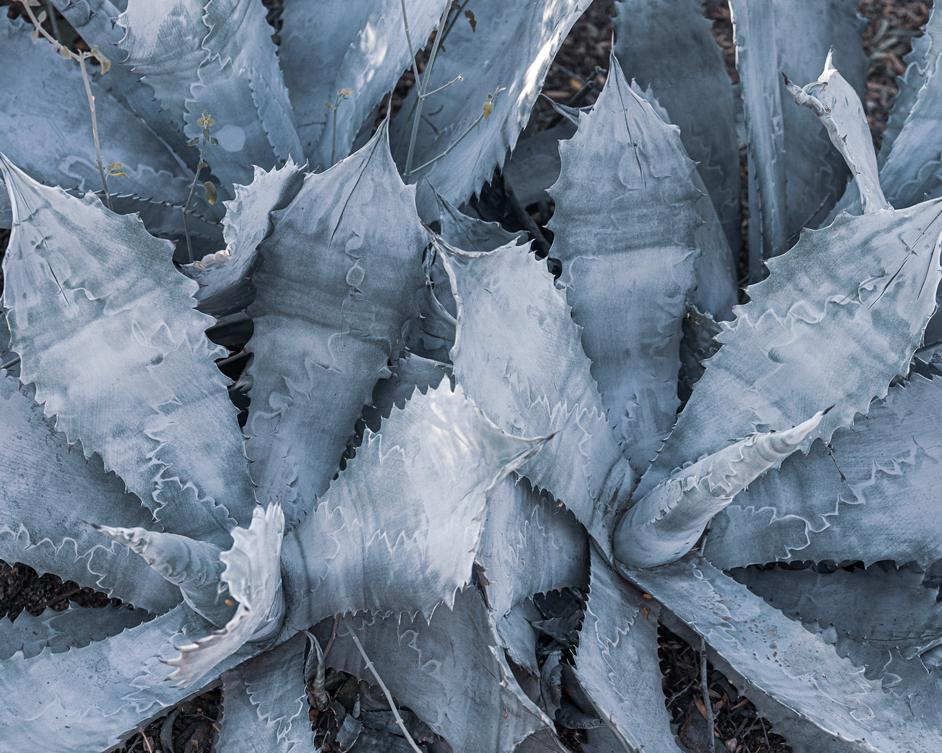 Desert Botanical Garden, Poenix AZ