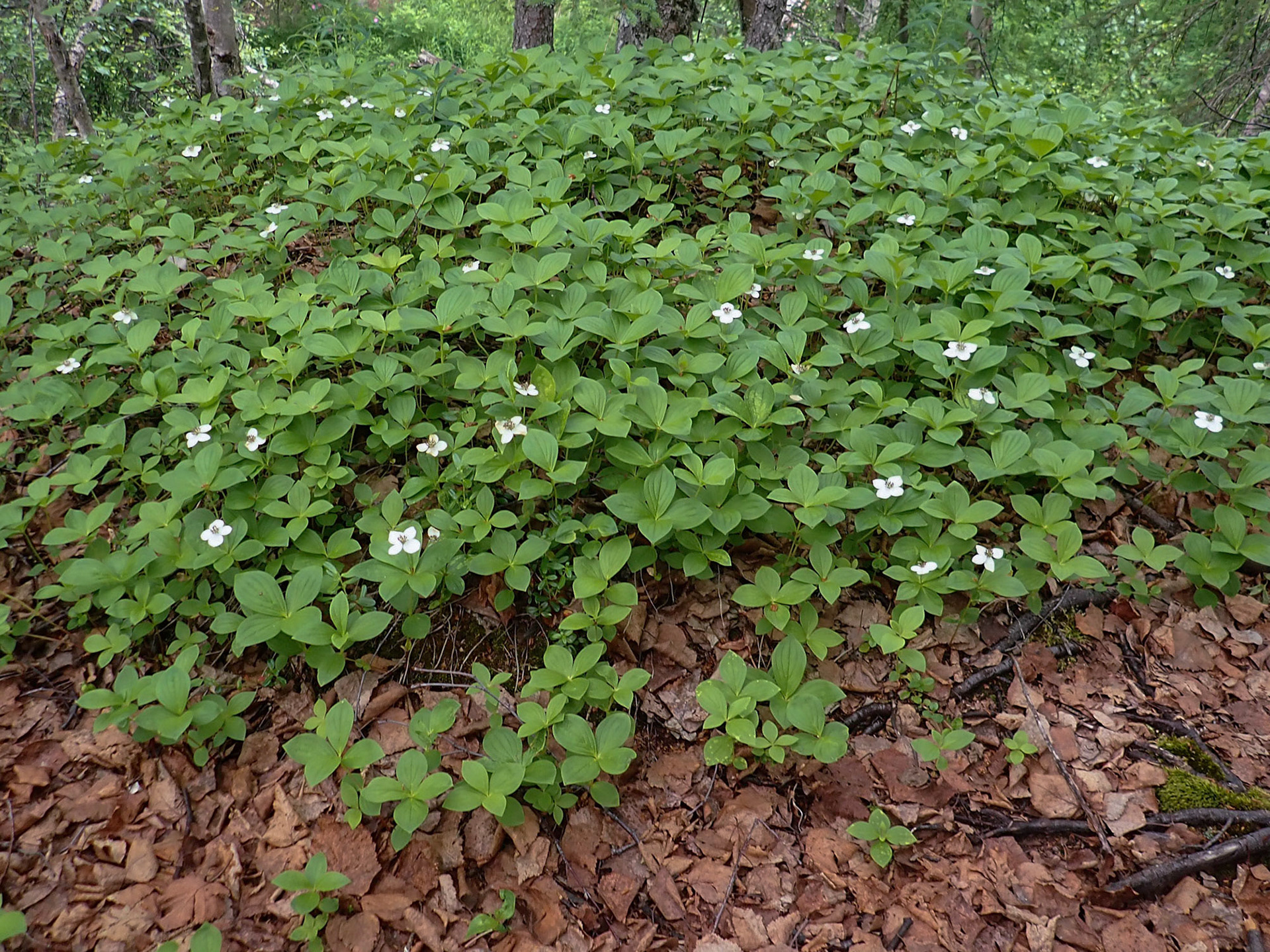 Tanalian Falls Hike, AK