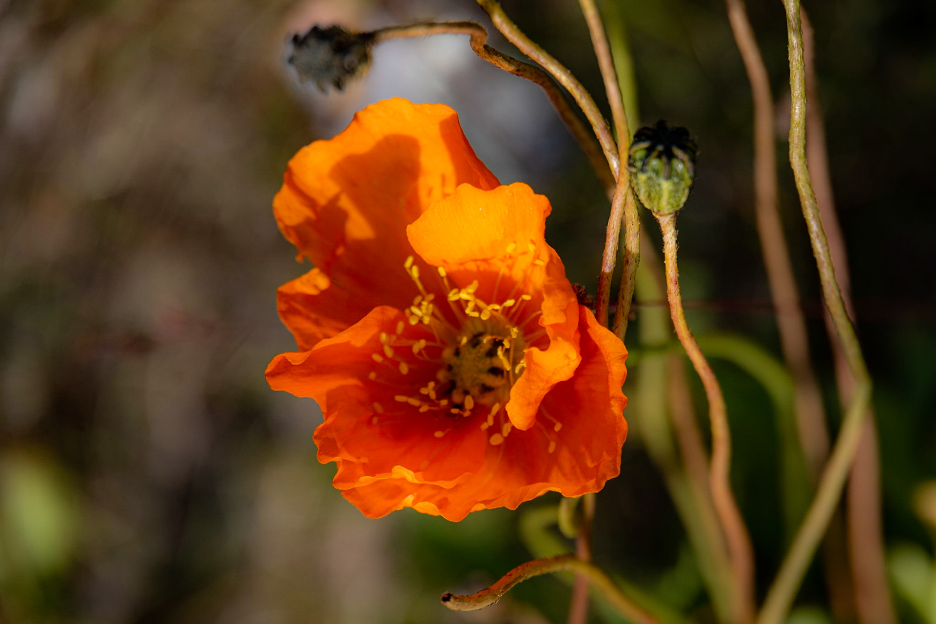 Hebron, Torngats, NL