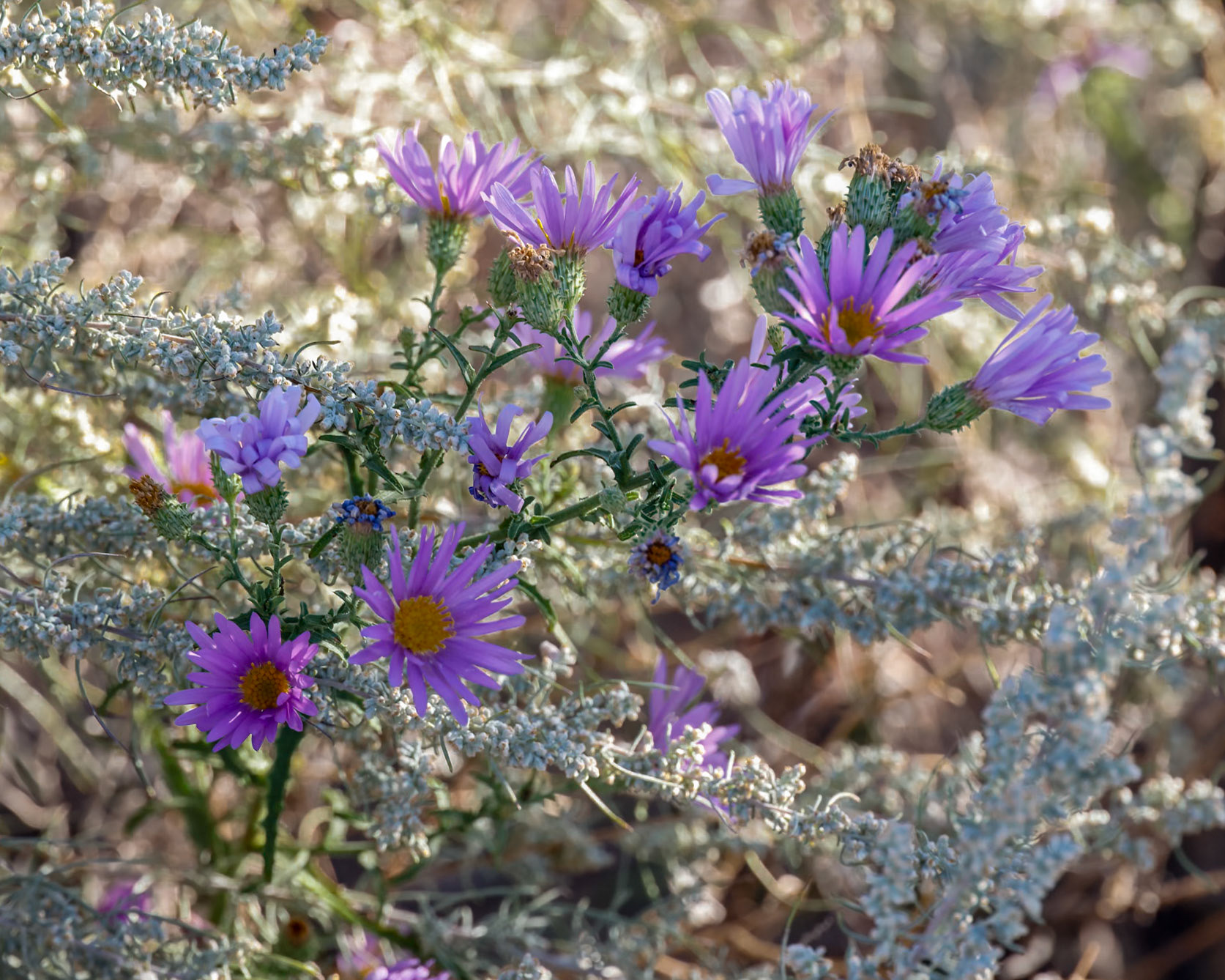 South Coyote Buttes, Vermillion Cliffs AZ