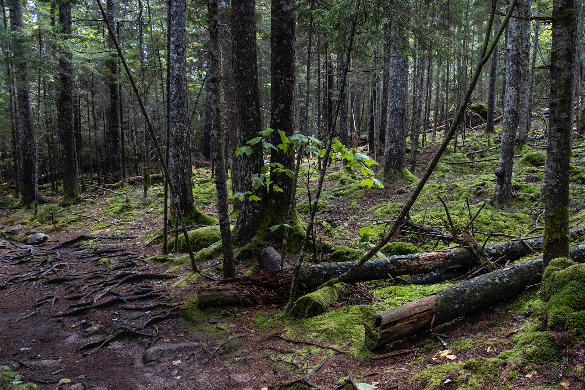 Hunters Beach Trail, ME