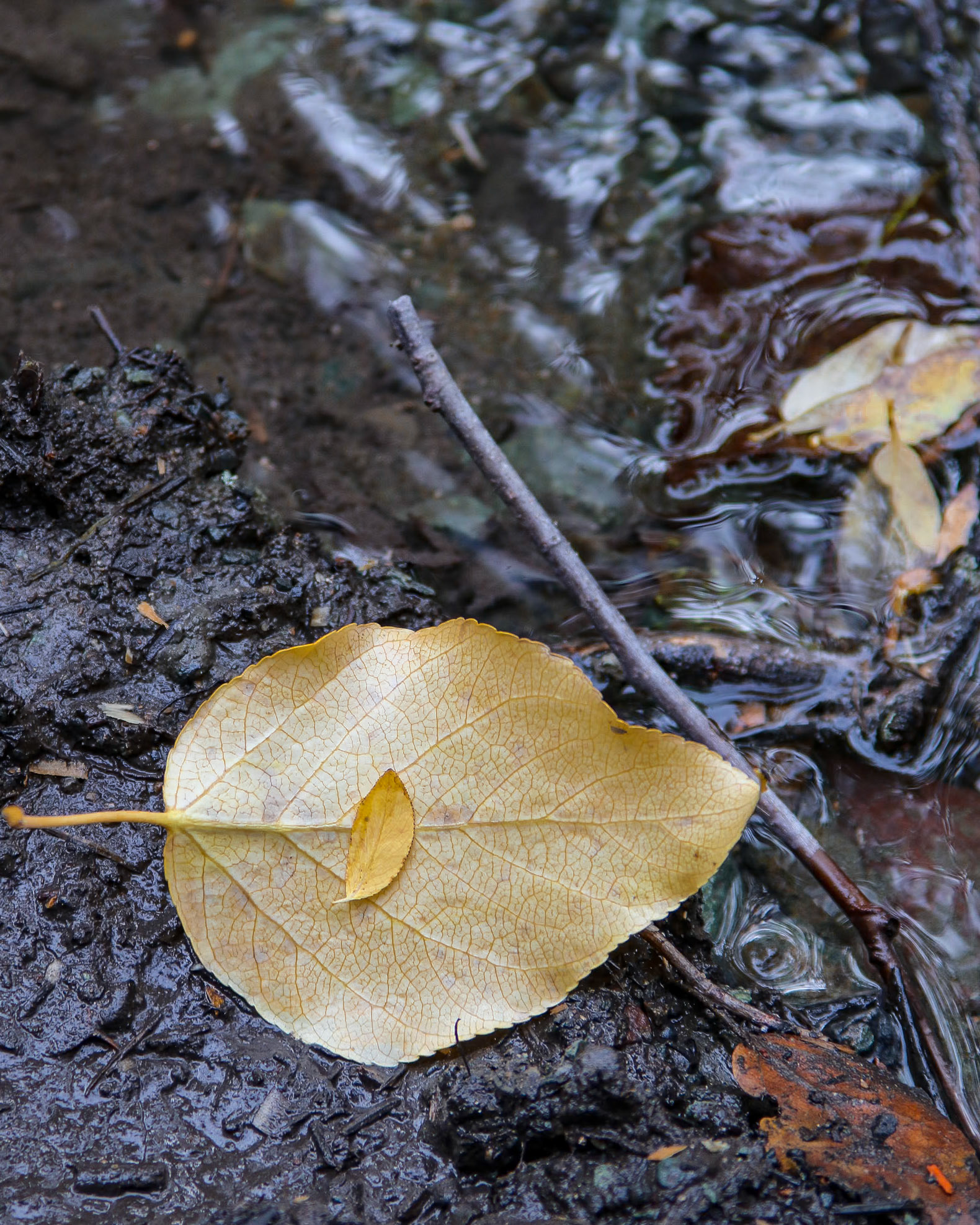 Hyland Ranch, Telegraph Creek BC CA
