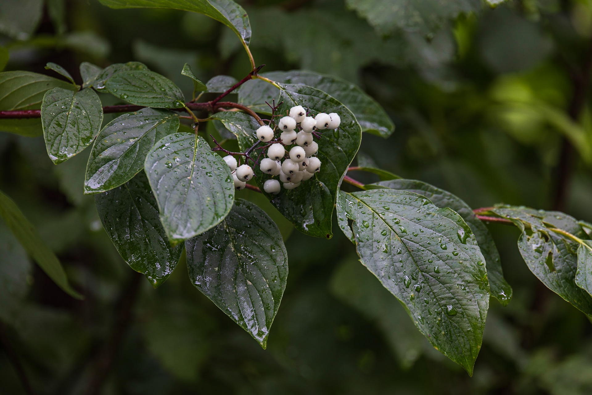 Birch Island Boardwalk, Goose Bay, NL