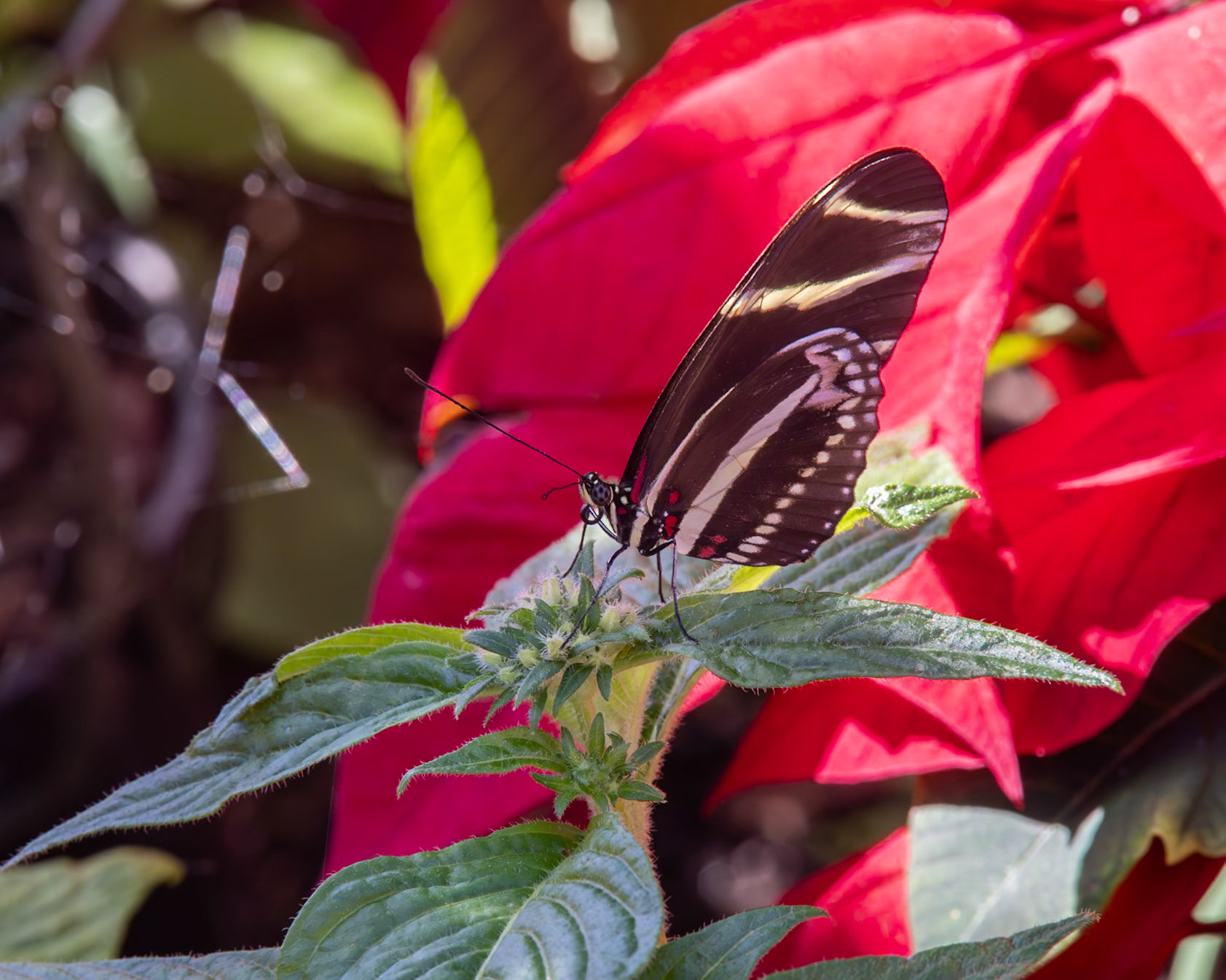 Peace River Botanicals and Sculpture Gardens, Punta Gorda FL