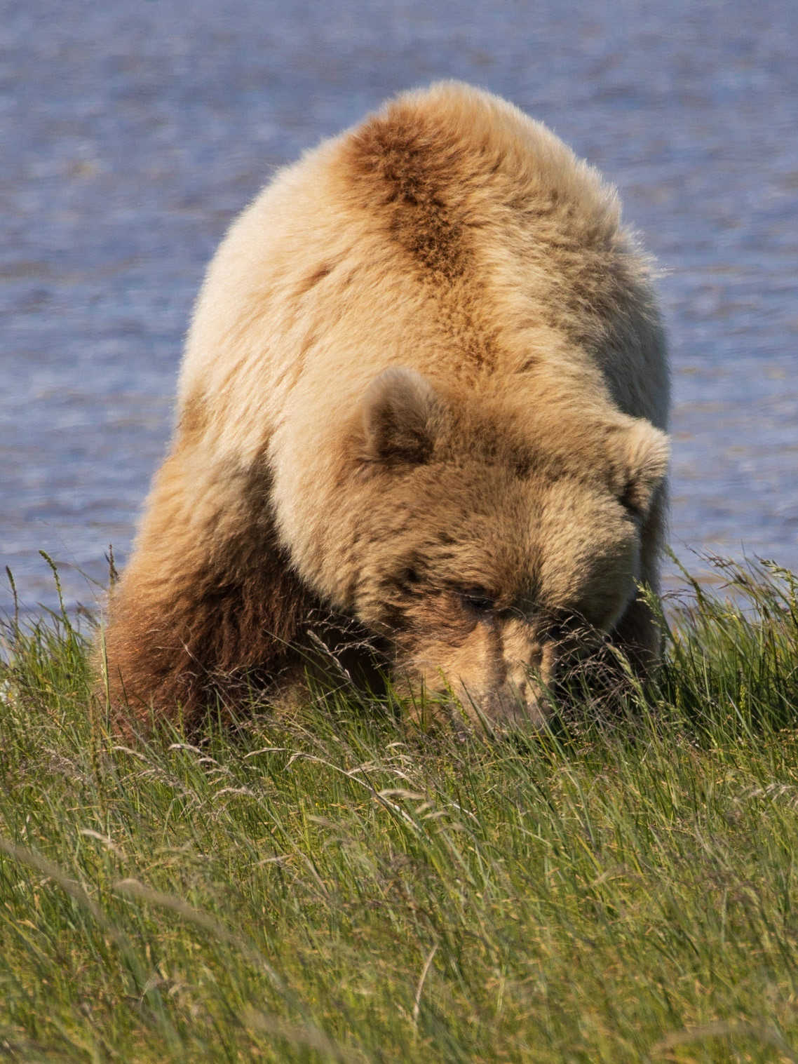 Hallo Bay, Katmai NP, AK