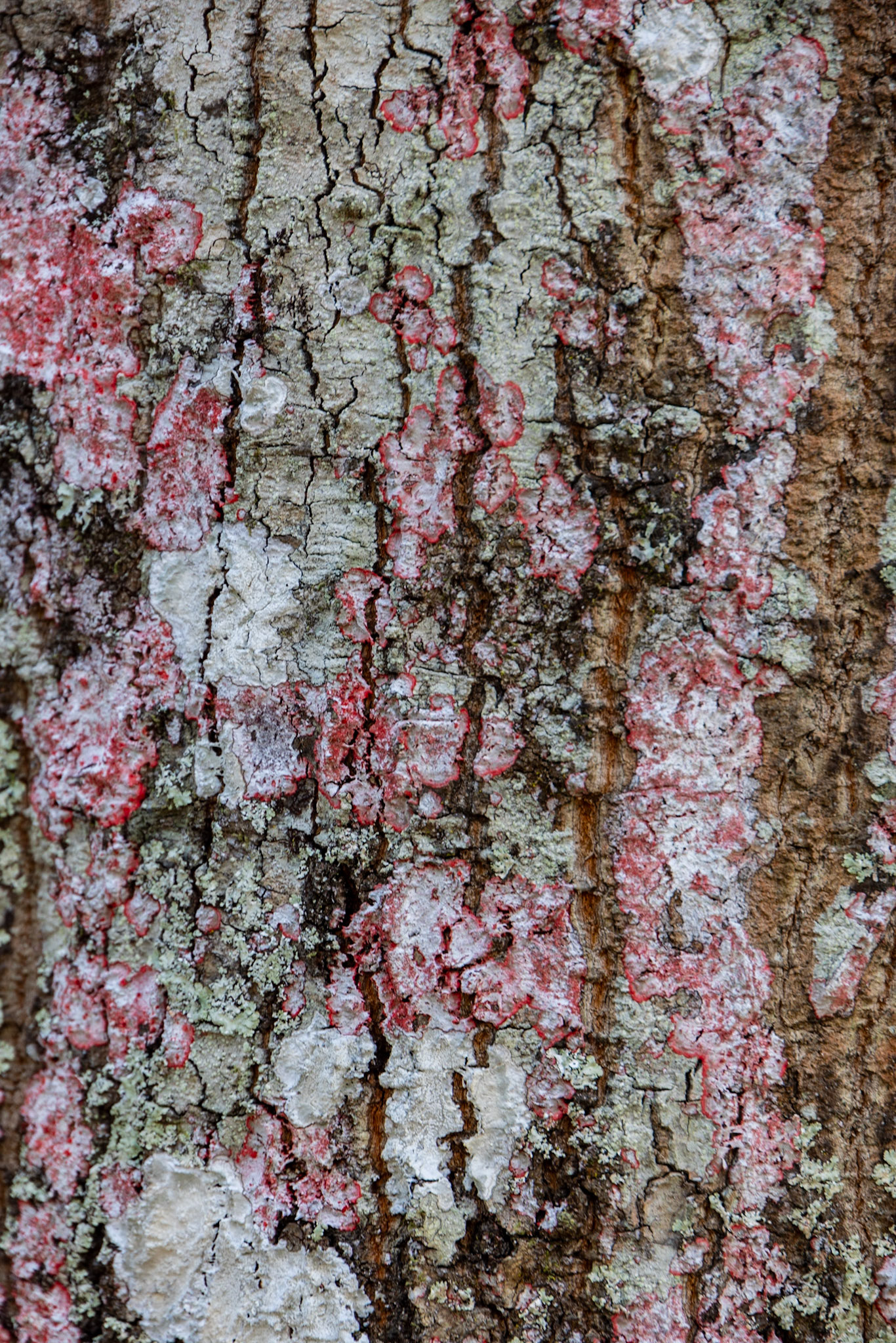 Leon Sinks Geological Area, FL