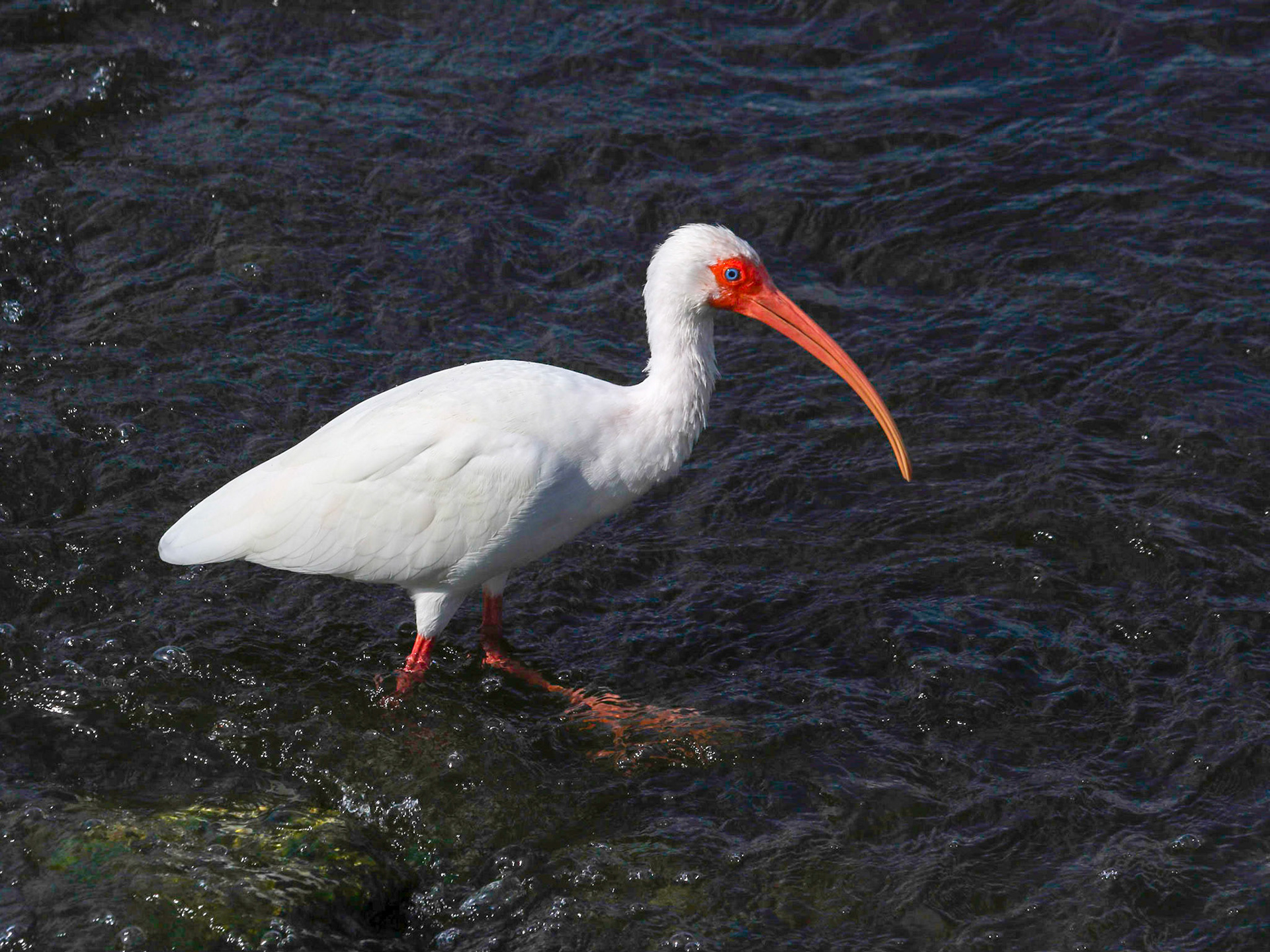 Circle B Bar Reserve, Lakeland FL