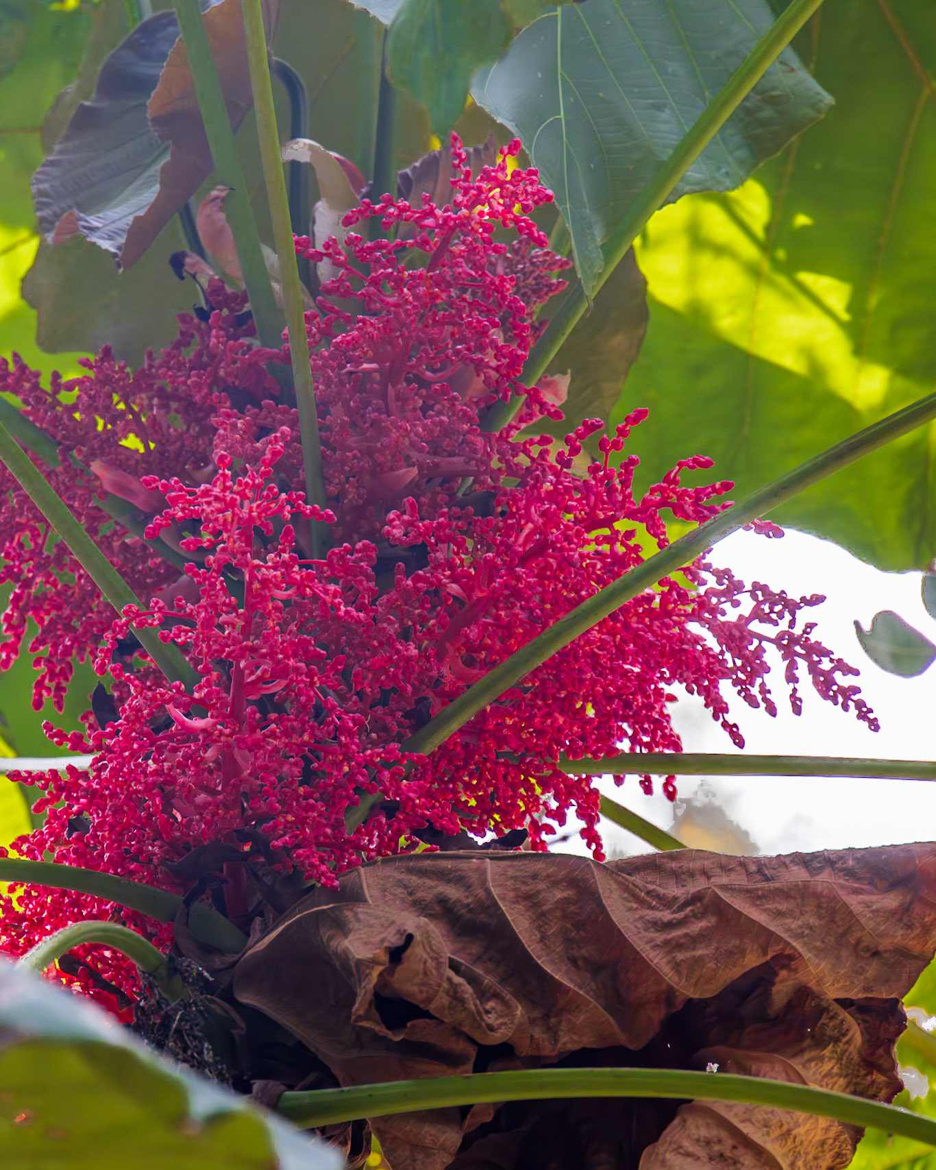 The Kampong, Coral Gables FL