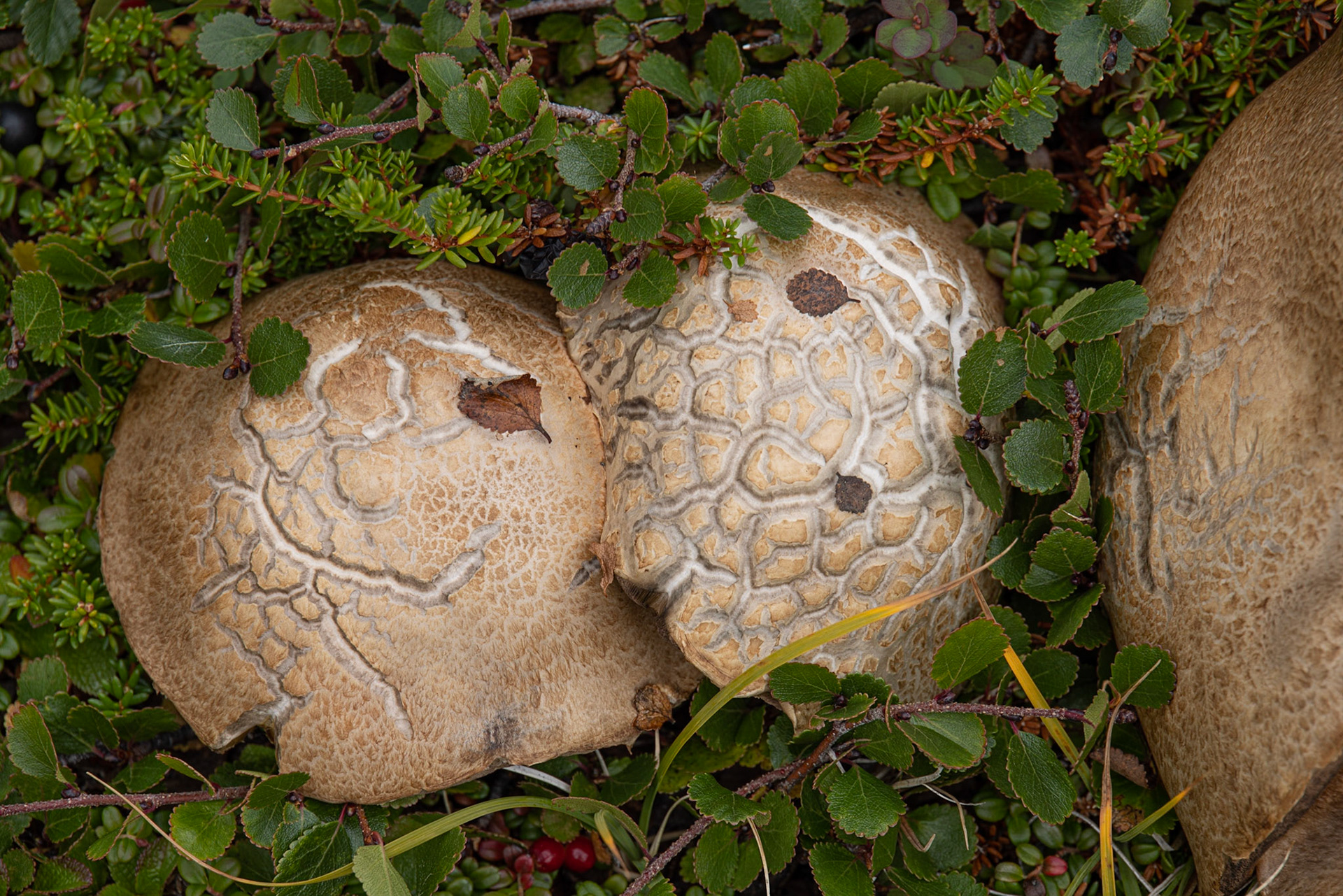Big Island, Torngat Mountains, NL