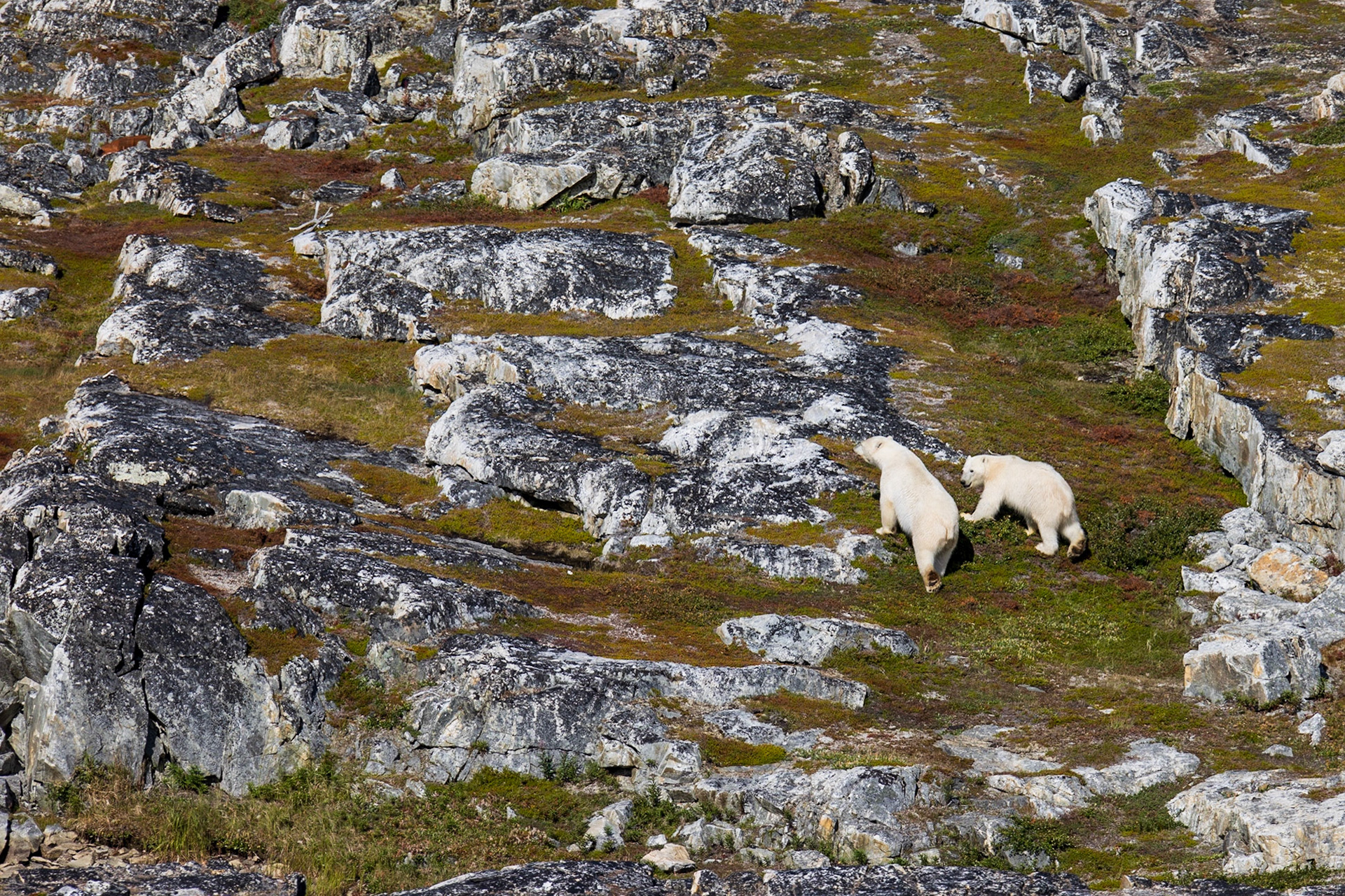 Dog Island, Torngats, NL