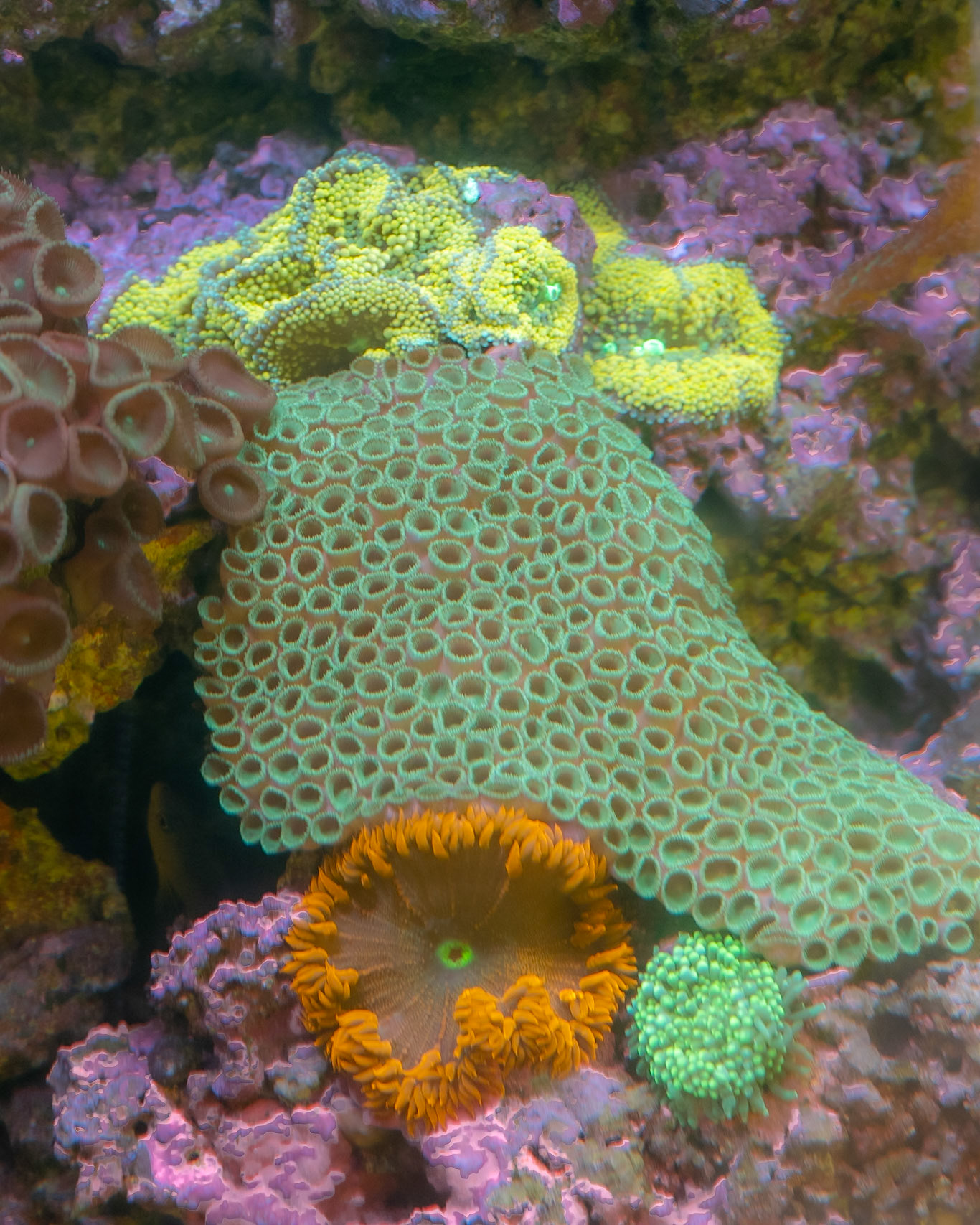 Marine Science Center, Ponce  Inlet FL